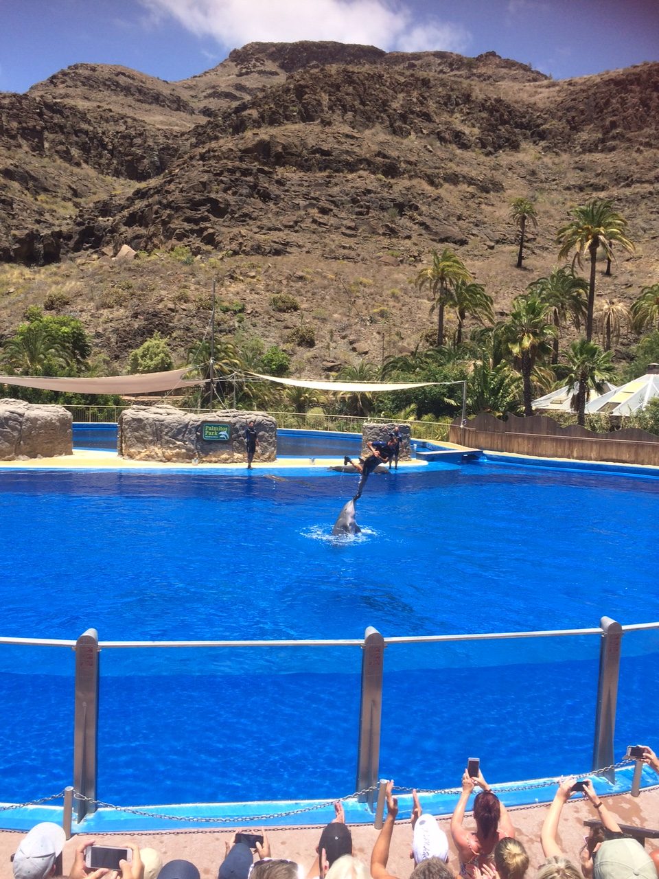 Dolphin show at Palmitos Park Playa del Ingles