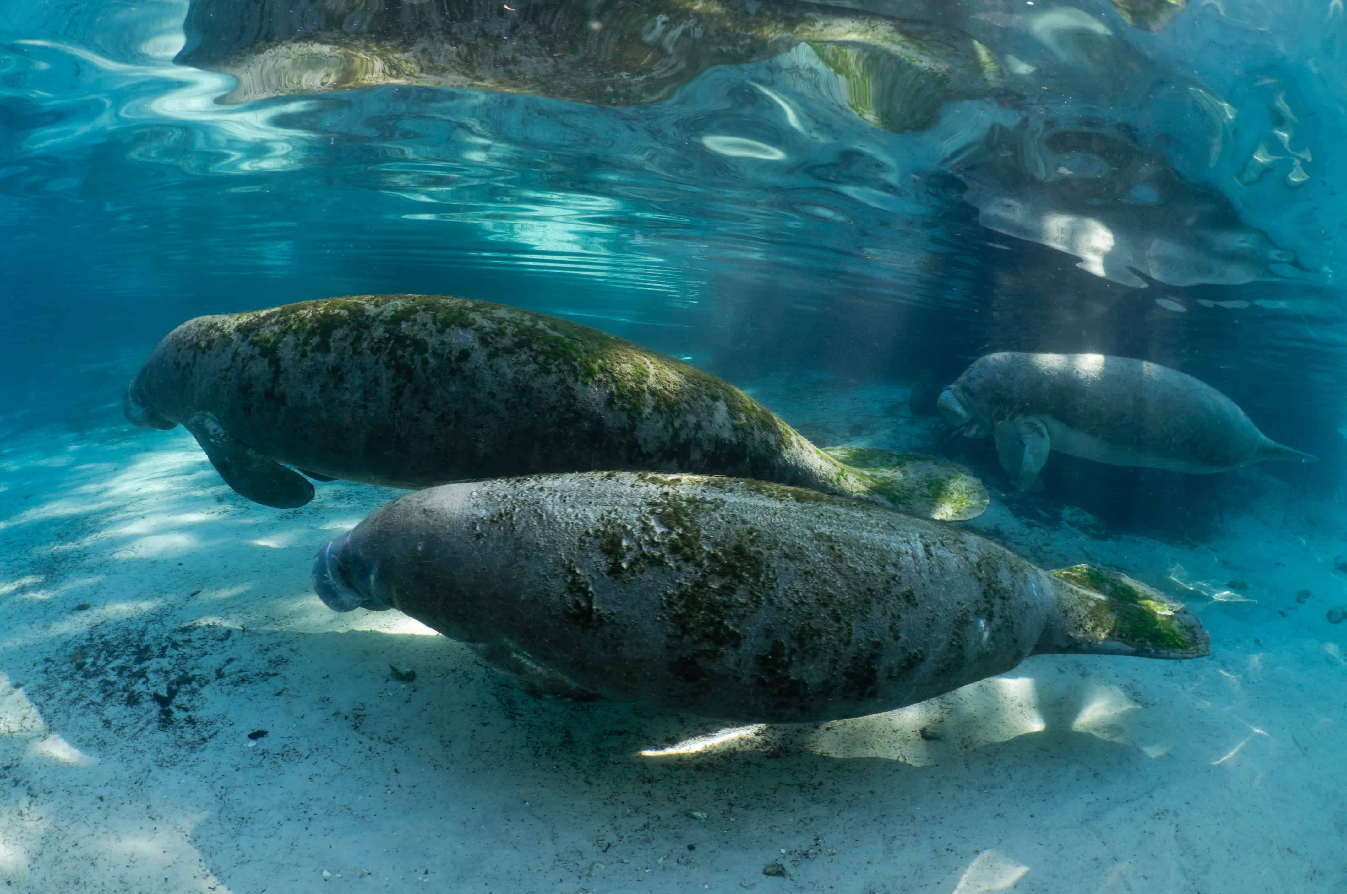 Manatees so close you can touch them