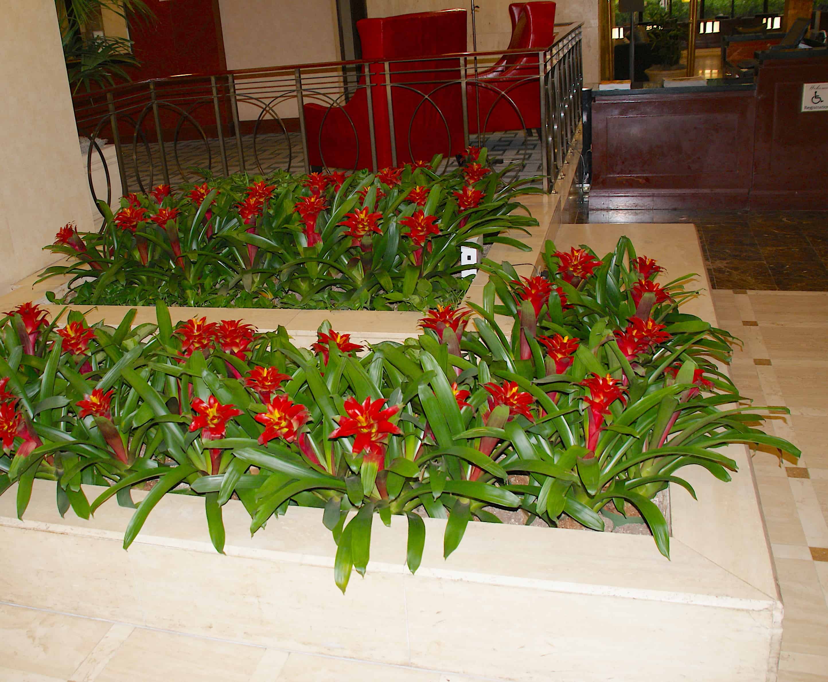 Lobby Flowers DoubleTree by Hilton Houston Downtown