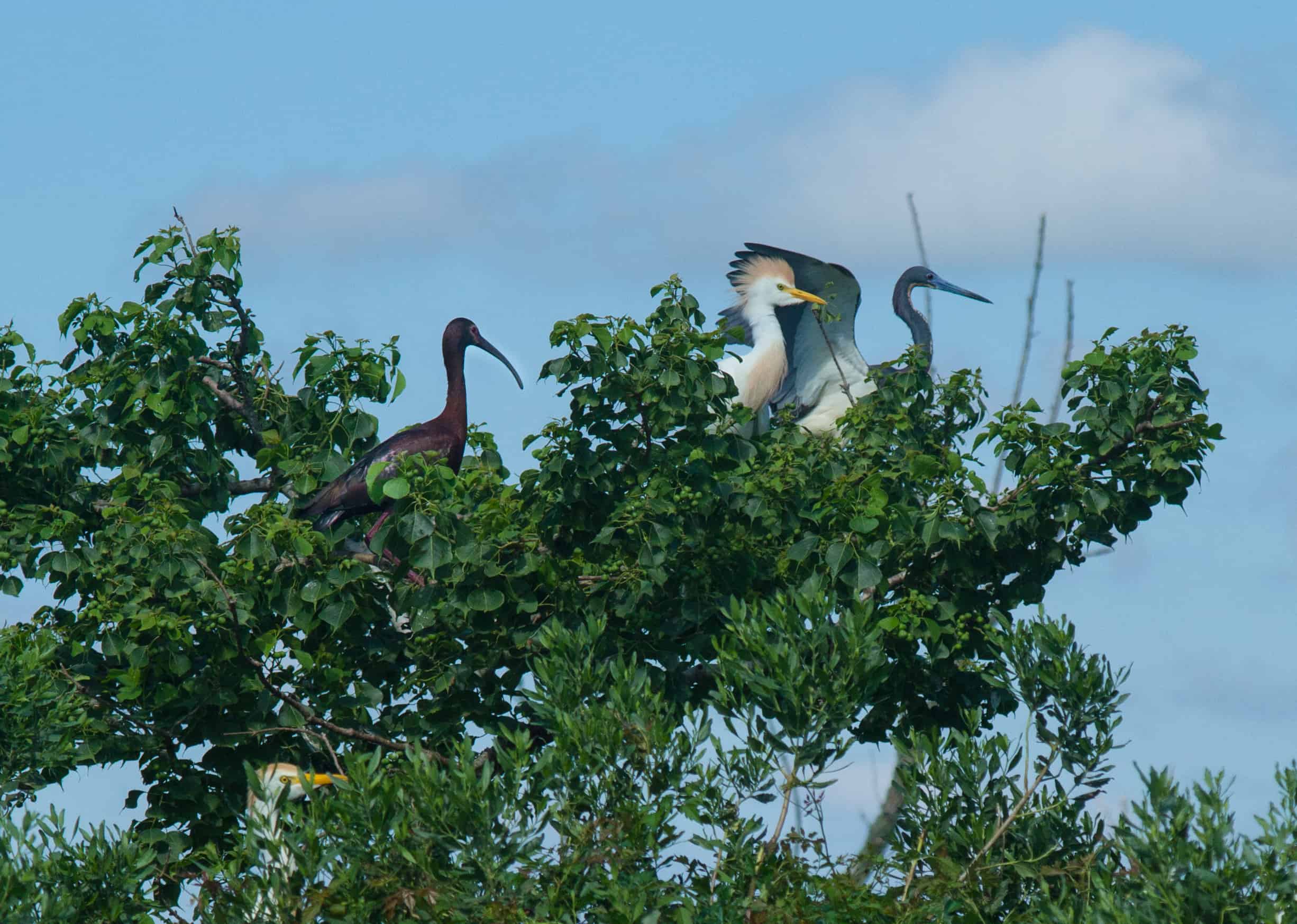 White Faced Ibis, Cattle Egret, Tricolored Heron Lake Charles
