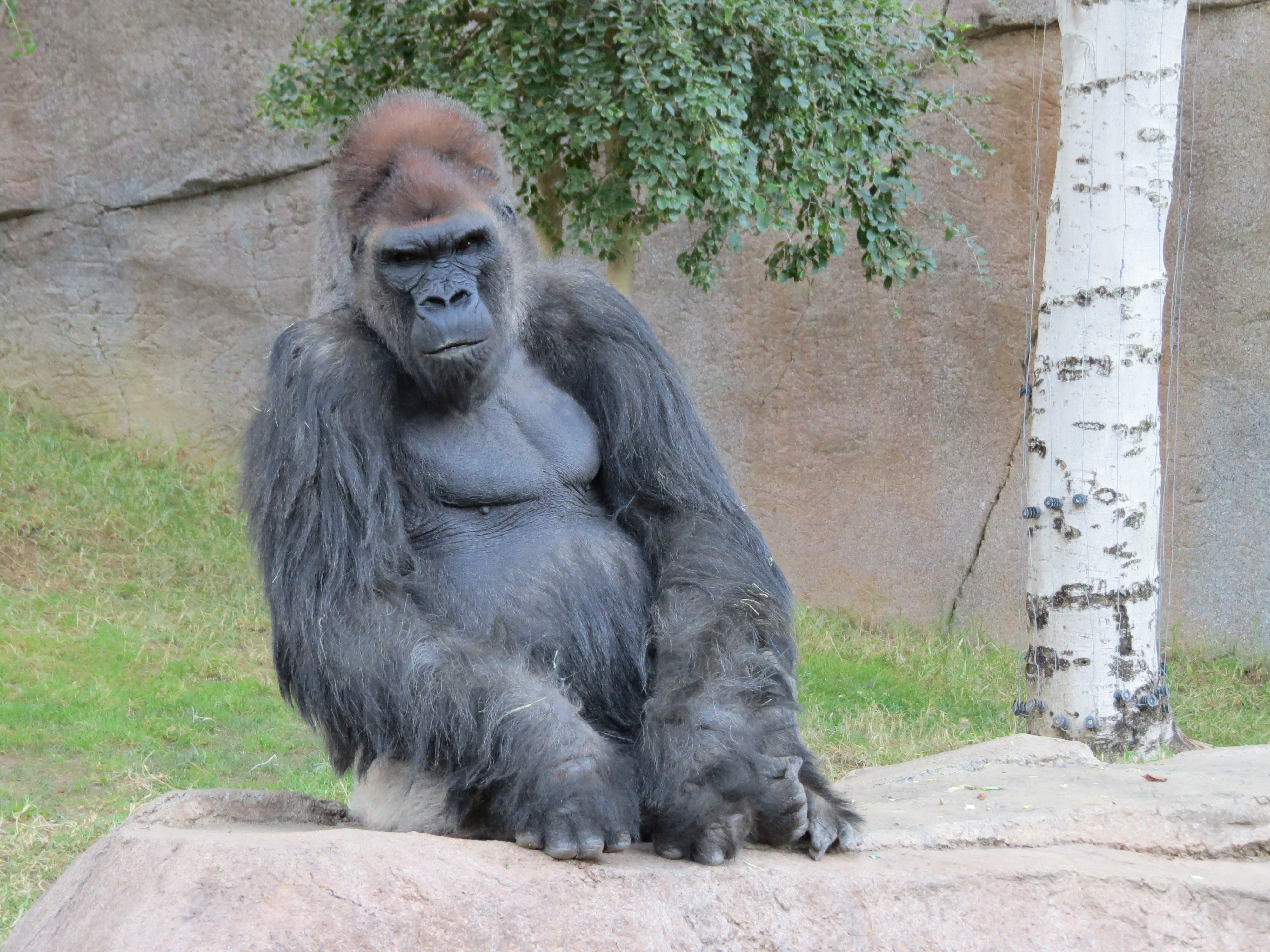 Gorilla - California - San Diego Zoo Safari Park