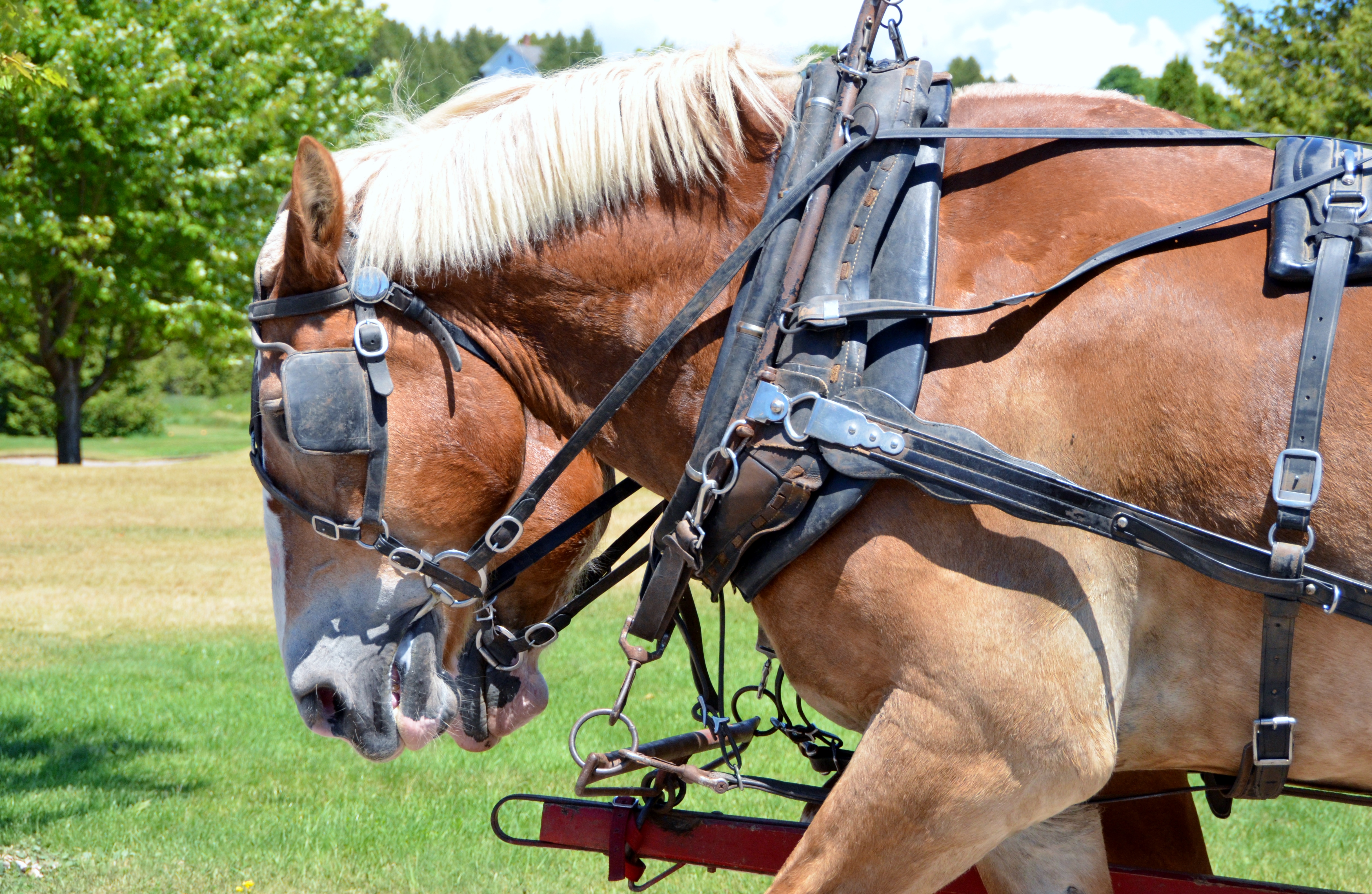 Travel by horse-drawn carriage at Mackinac Island Resorts