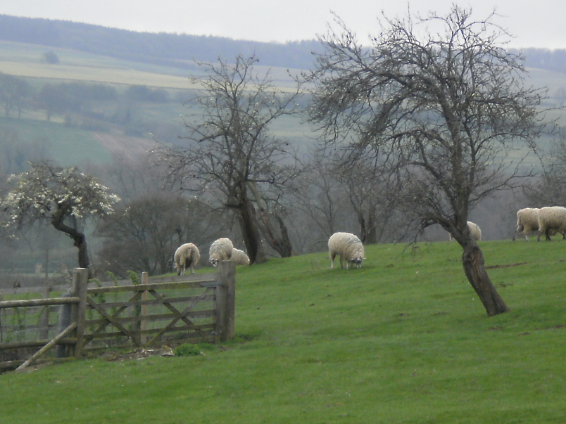 Sheep on Path to Dover's Hill
