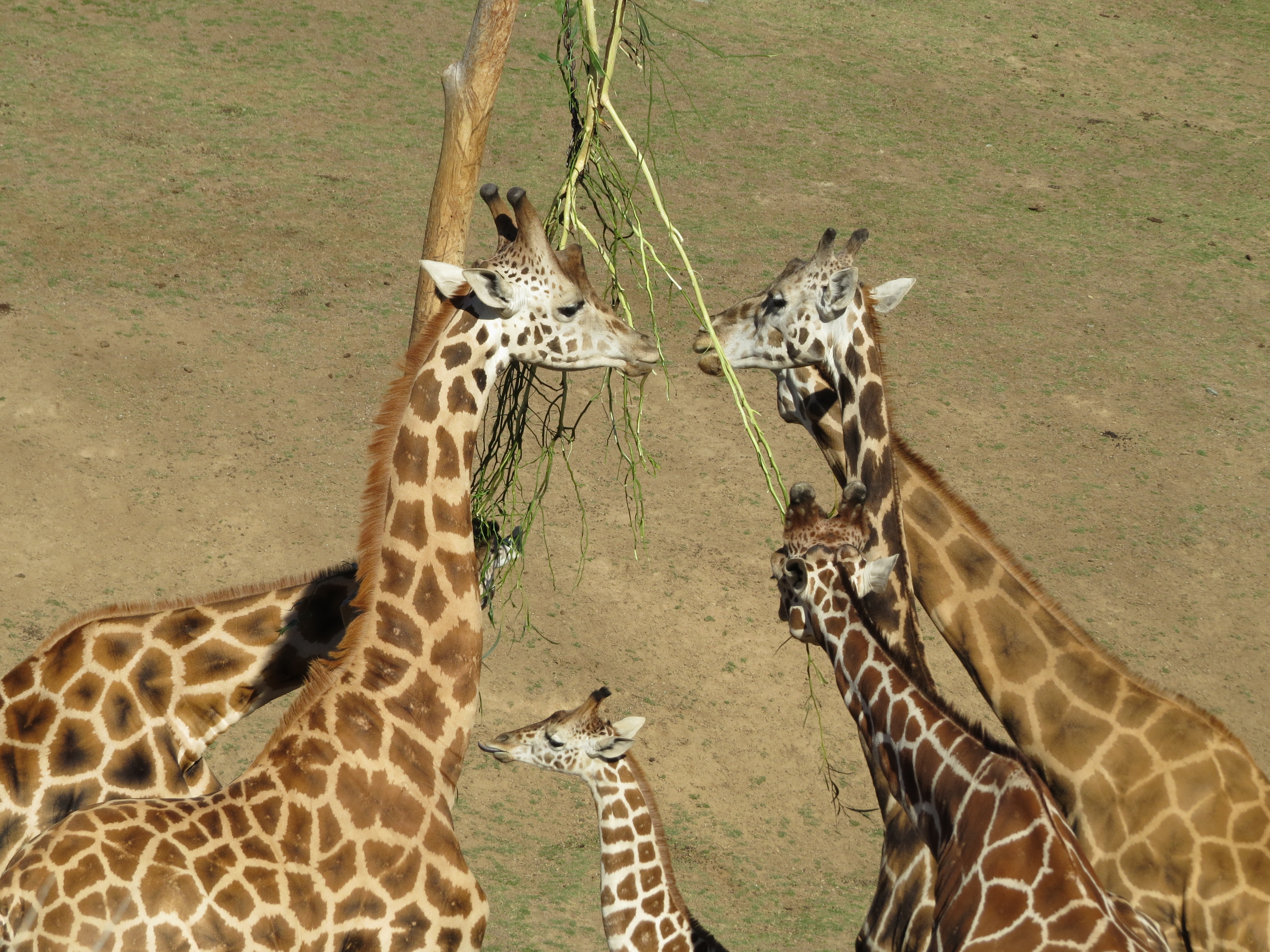 Giraffes - San Diego Zoo Safari Park