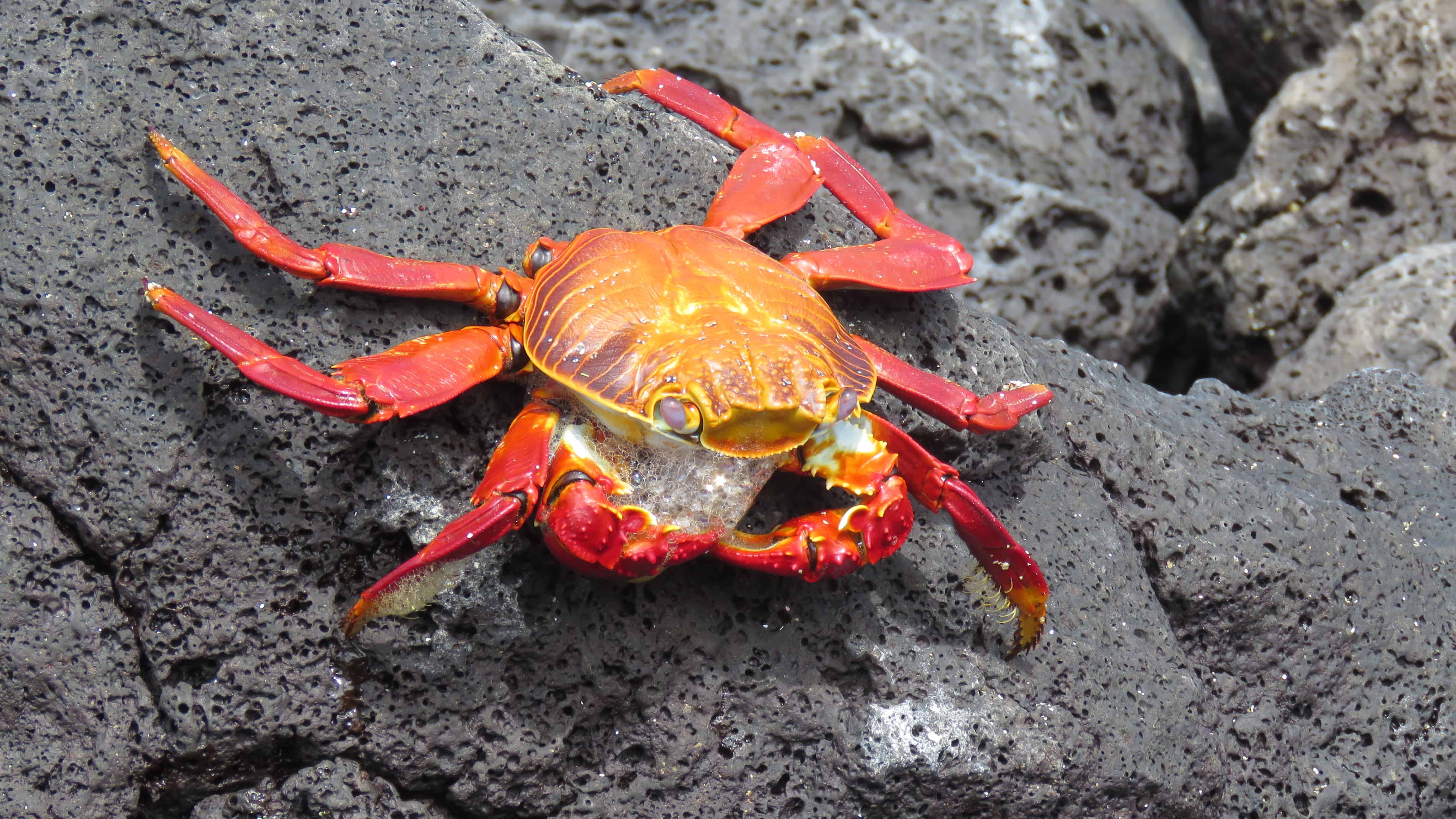 Galapagos Islands Crab