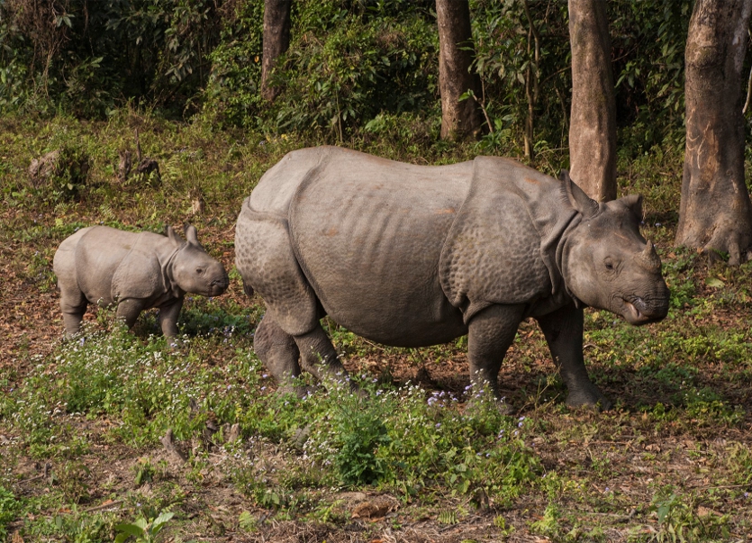 Mother and Child Rhino in Chitwan National Park