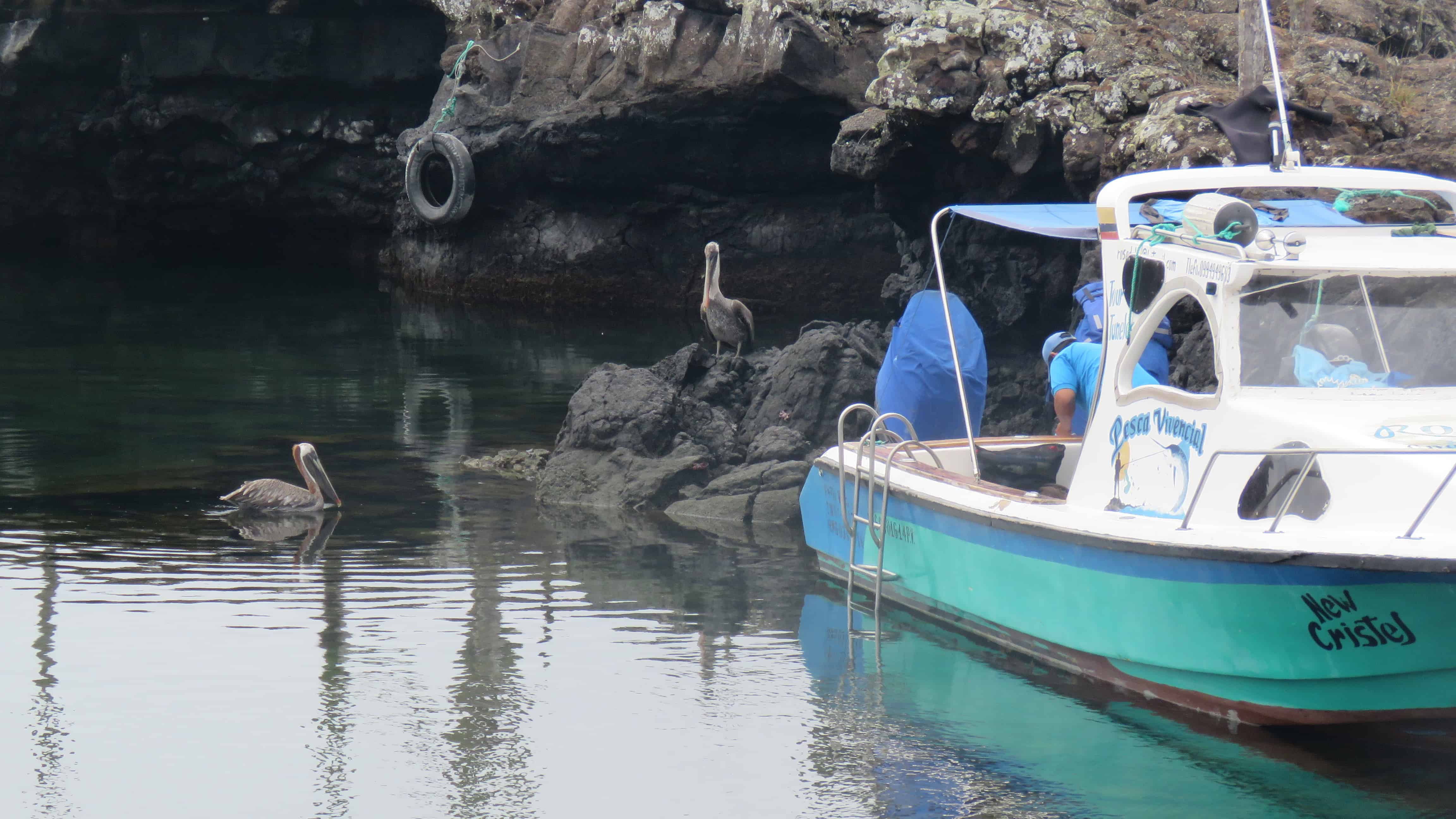 Isabela Island Boat and Pelicans Galapagos Islands