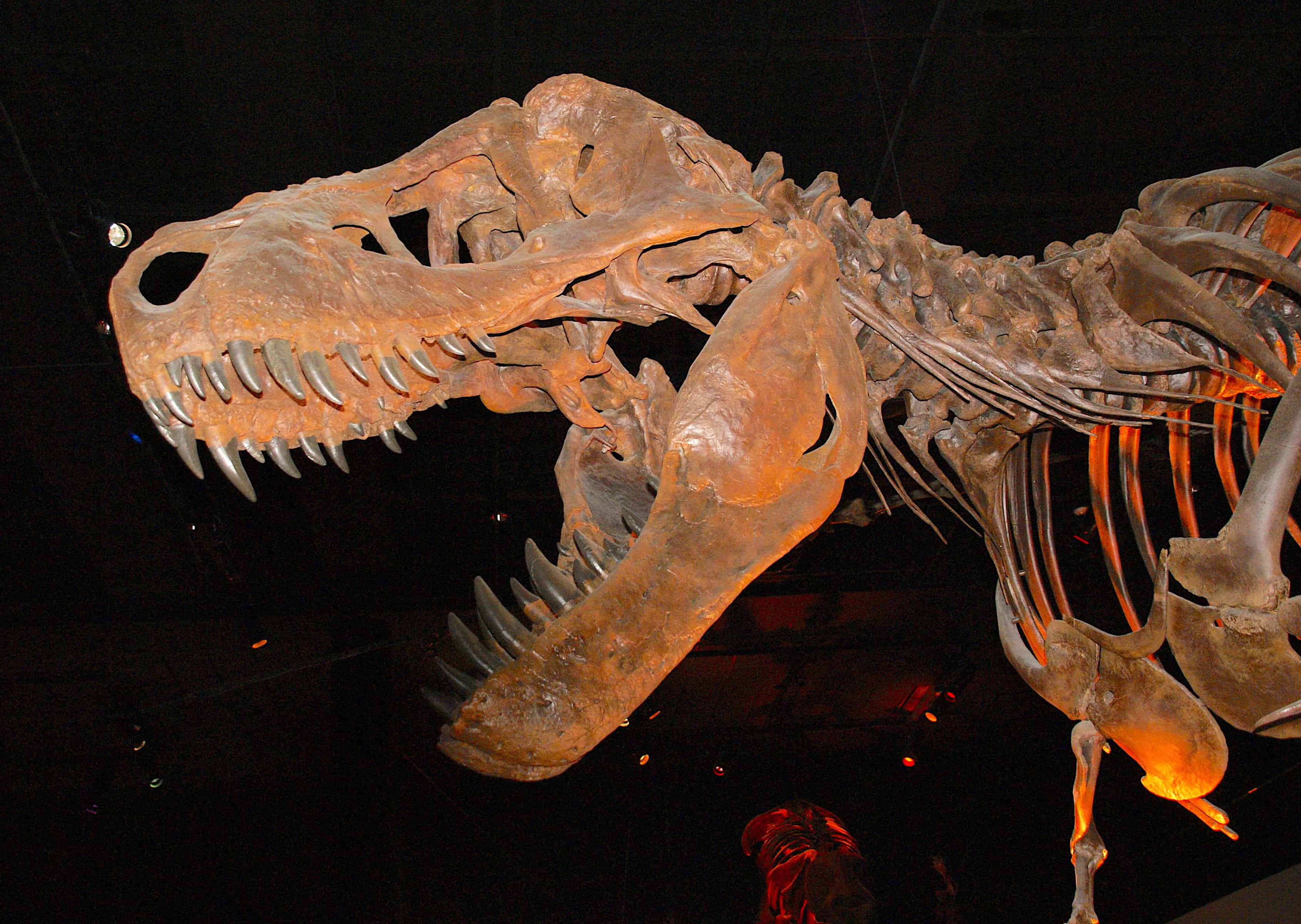 Museum of Natural Science Dinosaur Houston CityPASS Option