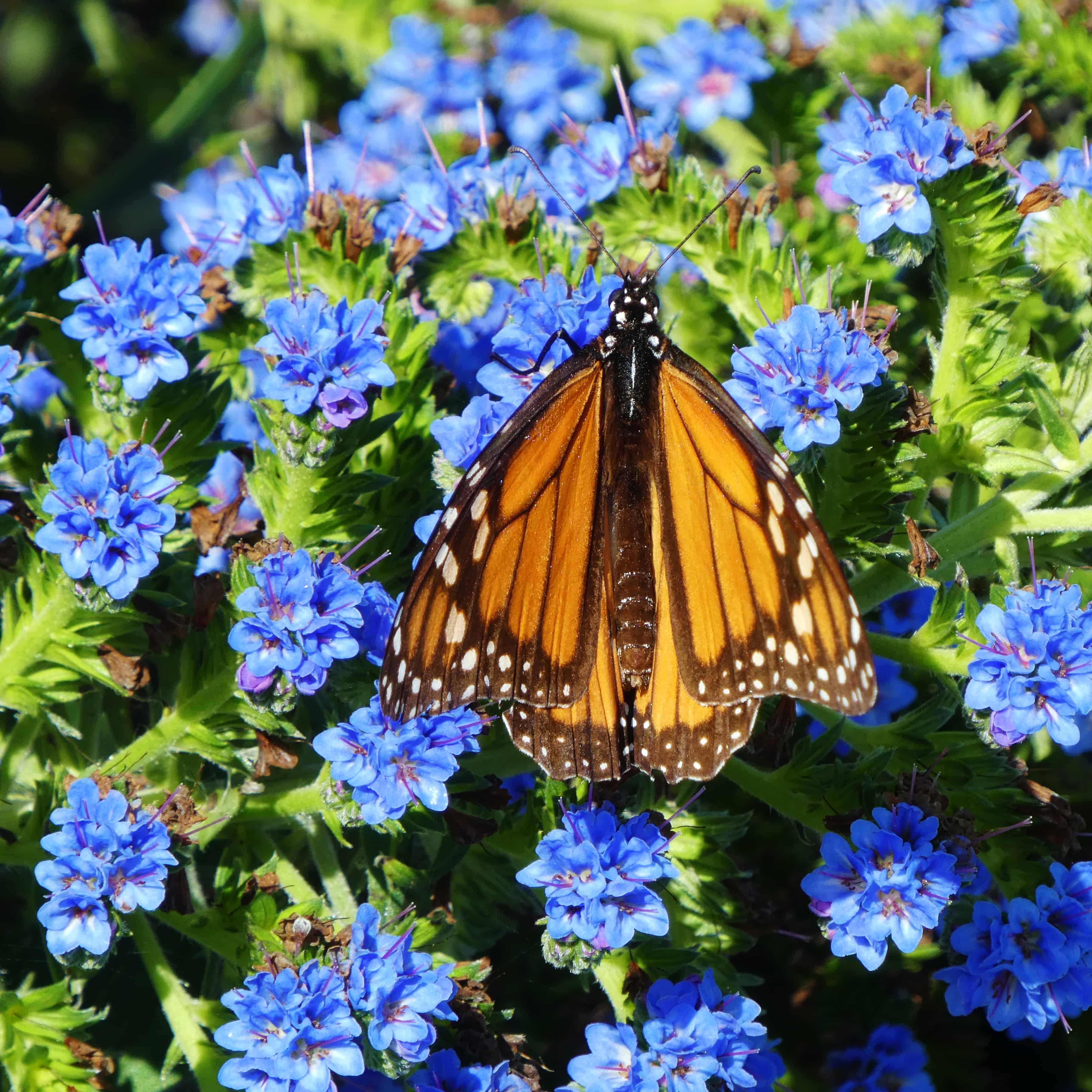 Pacific Grove Monarch Monterey