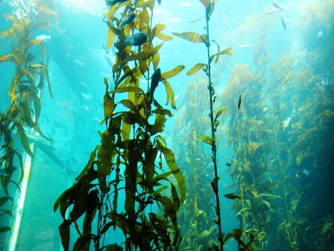 Monterey Bay Aquarium Kelp Beds