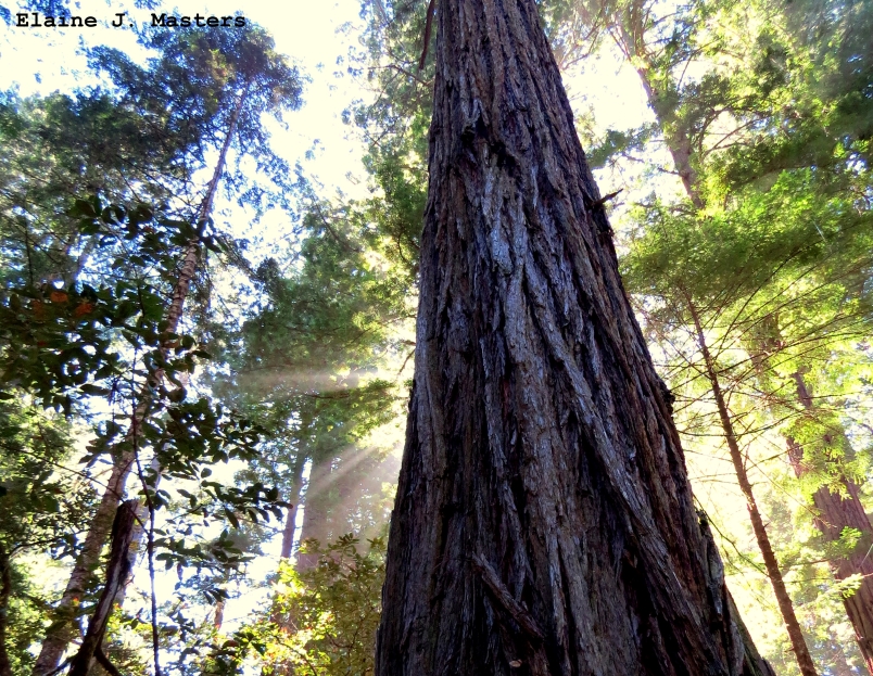 Sunlight in tall redwoods - Elaine J Masters