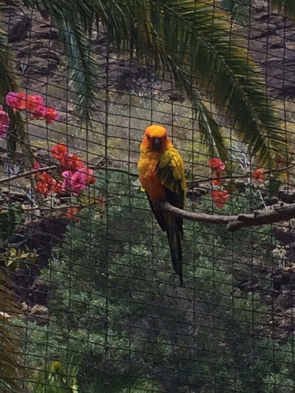 Colourful bird at Palmitos