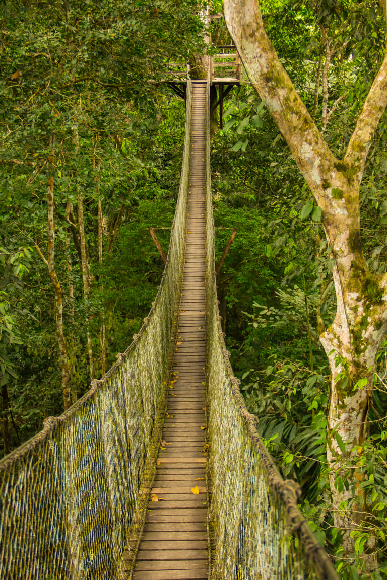 Treetop walkway in Peru 5 unforgettable eco adventures at Inkaterra Reserva Amazonica