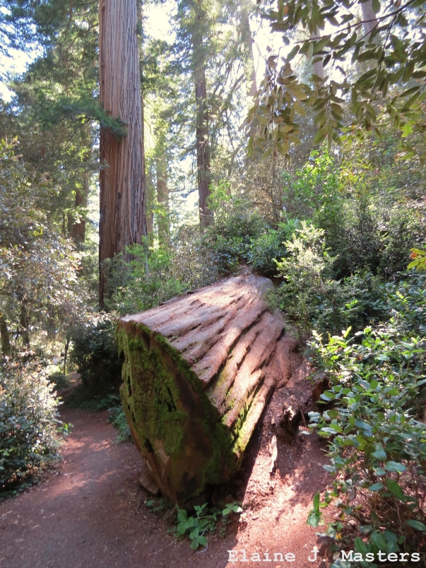Redwood National Park Trail