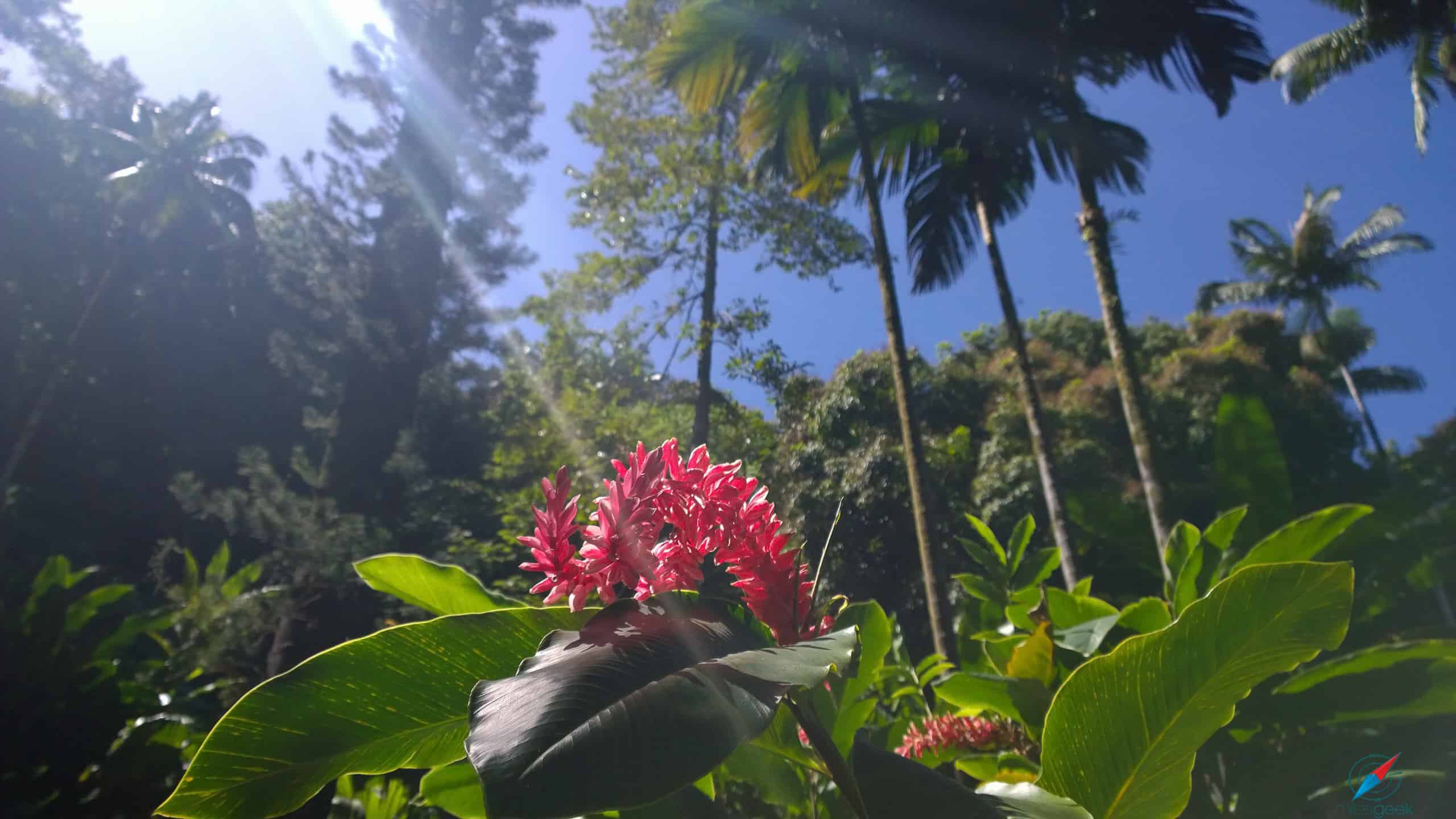 Hilo Botanical Gardens Flower