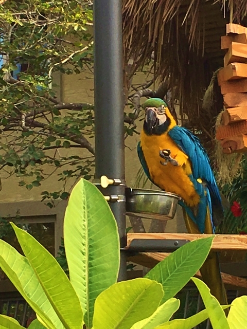 One of Humphrey Half Moon Inn's resident Macaws