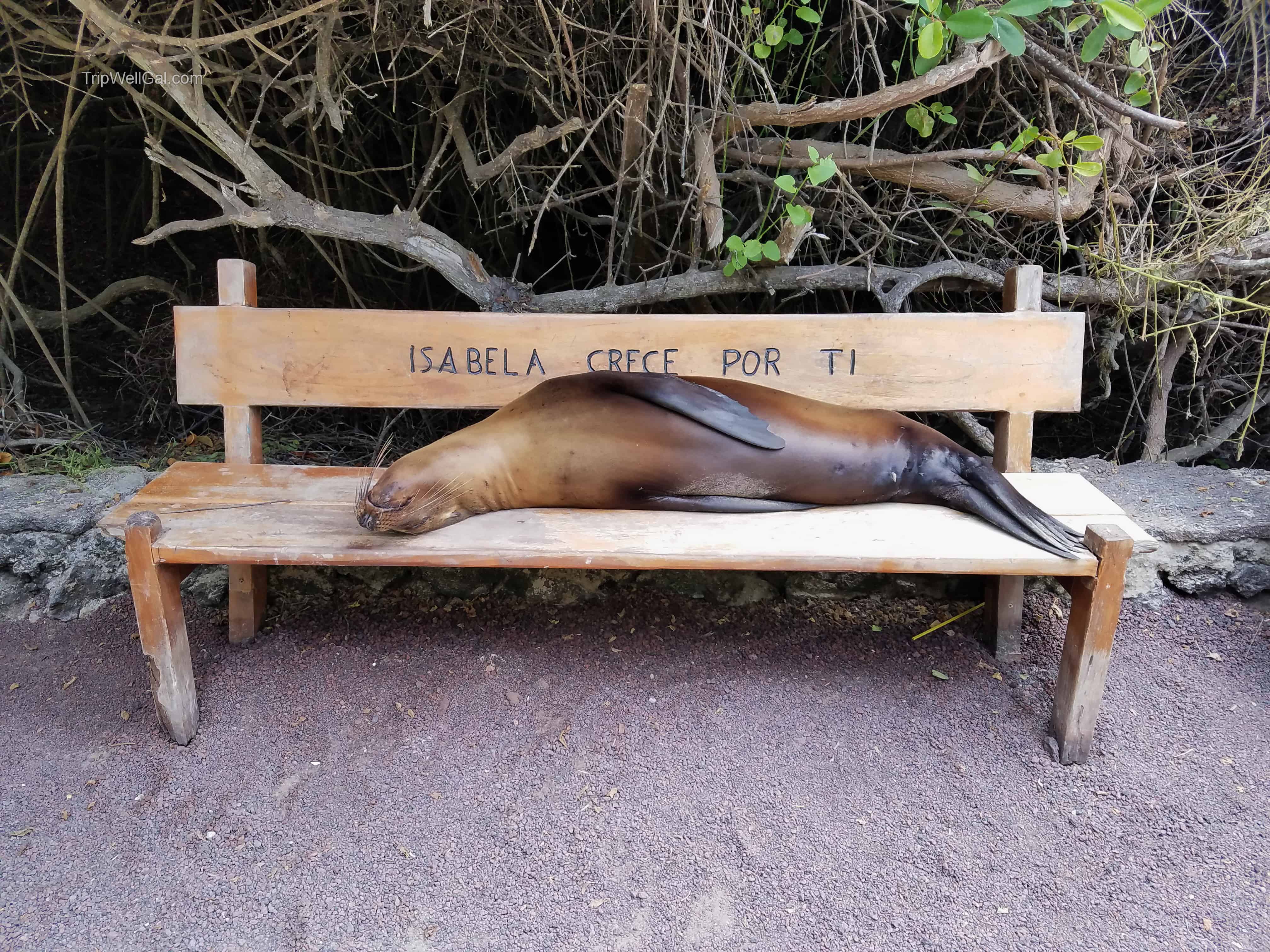 Sea Lion San Isabela
