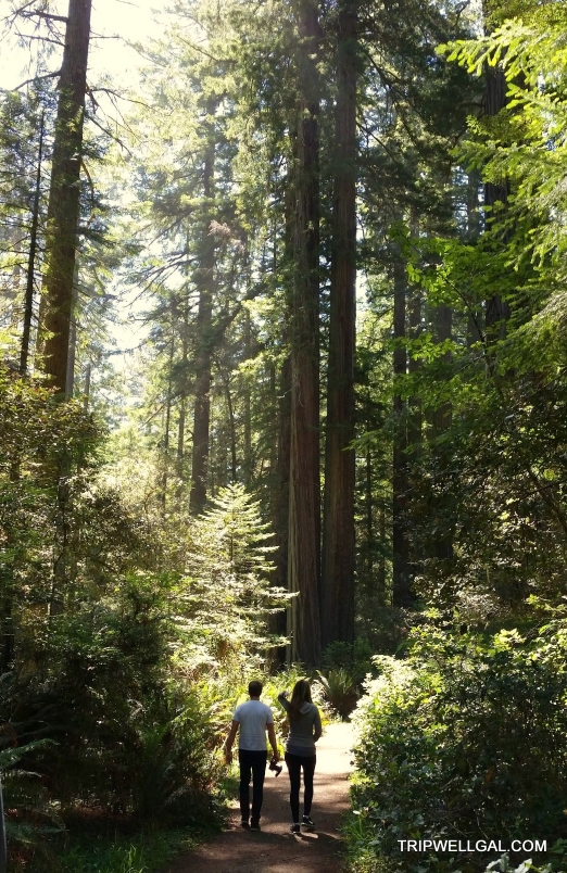 Walking the Redwoods
