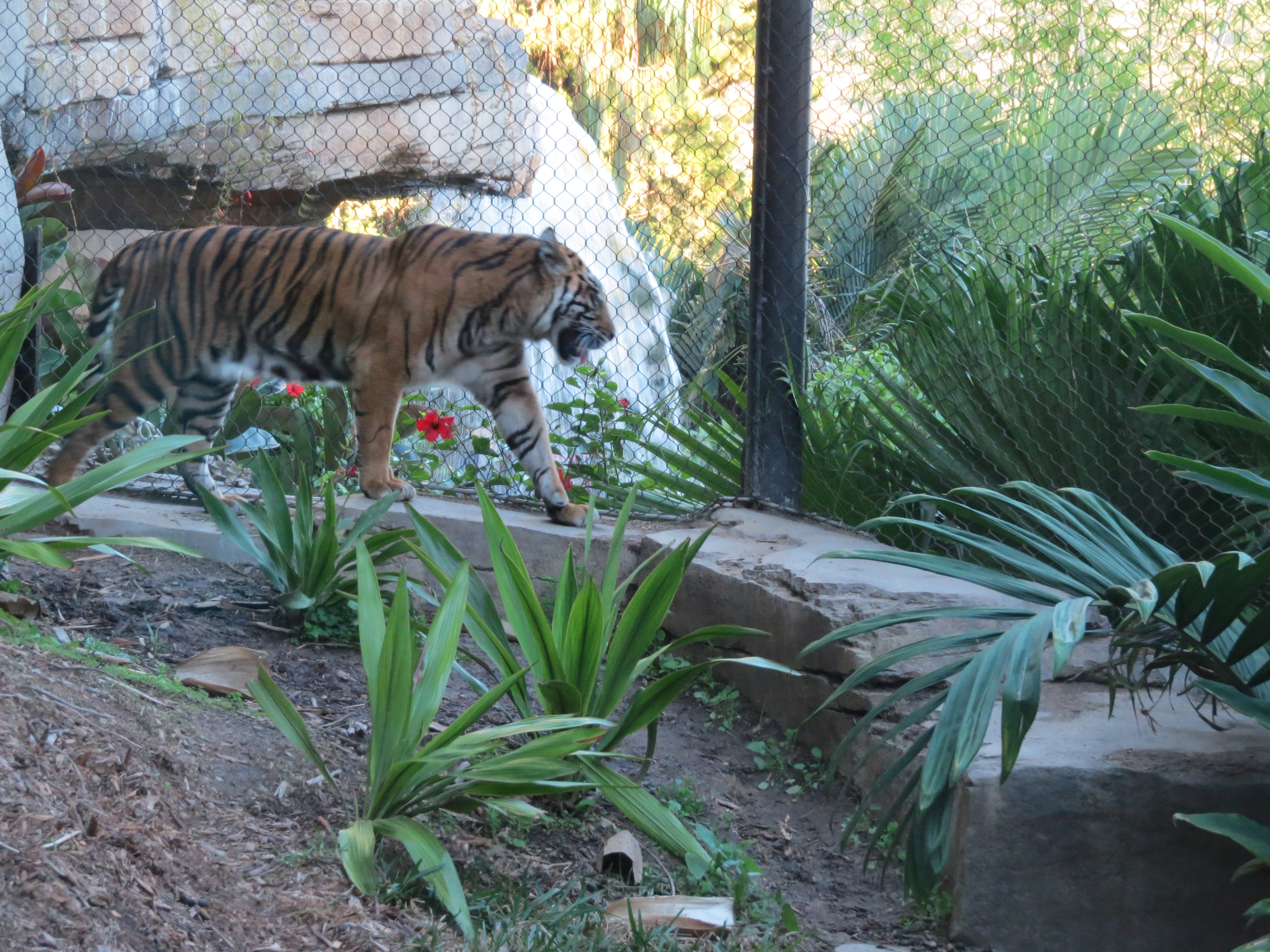 Tiger - Gorilla - California - San Diego Zoo Safari Park