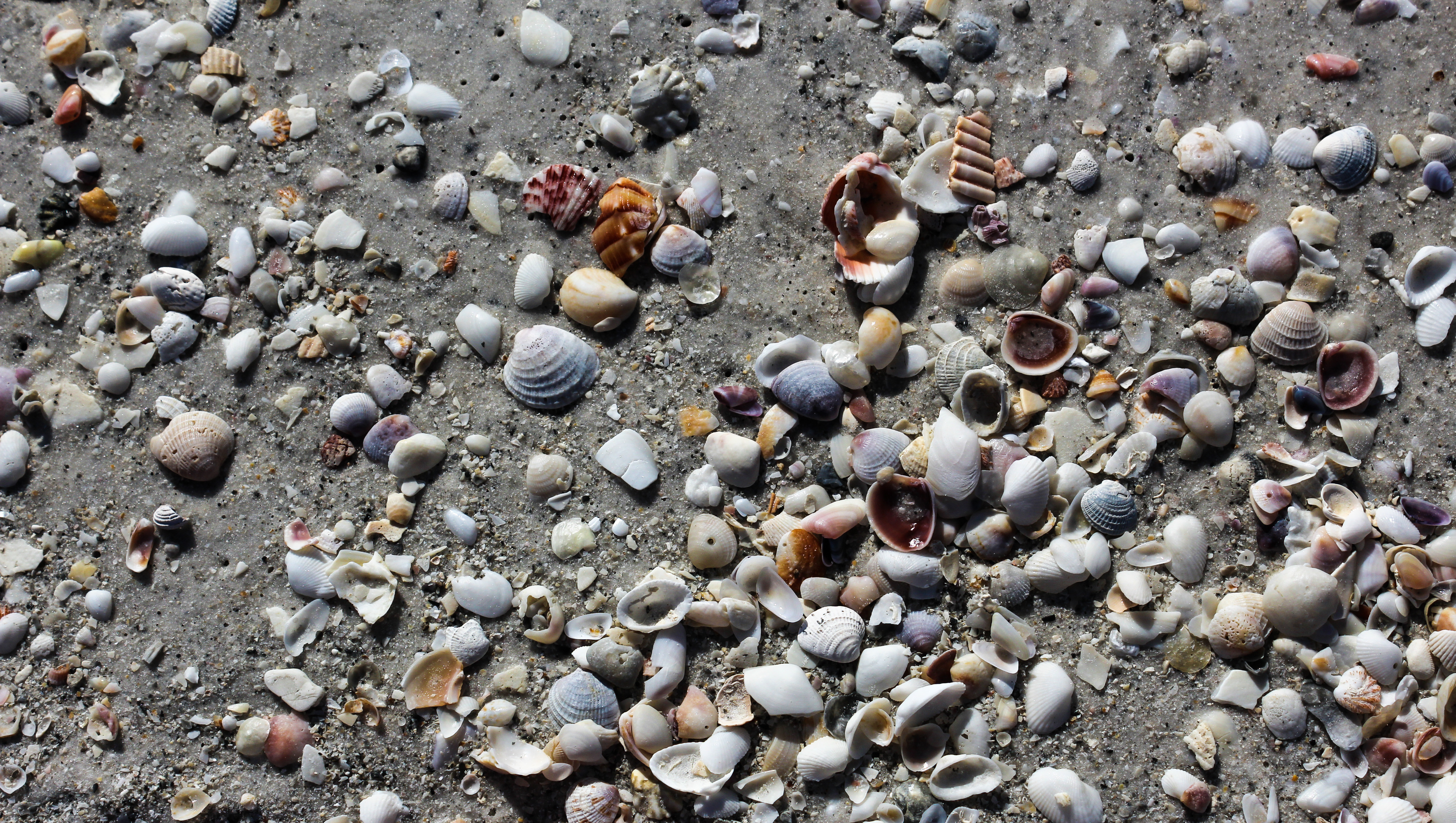 Shells on Beach at Anna Maria Island