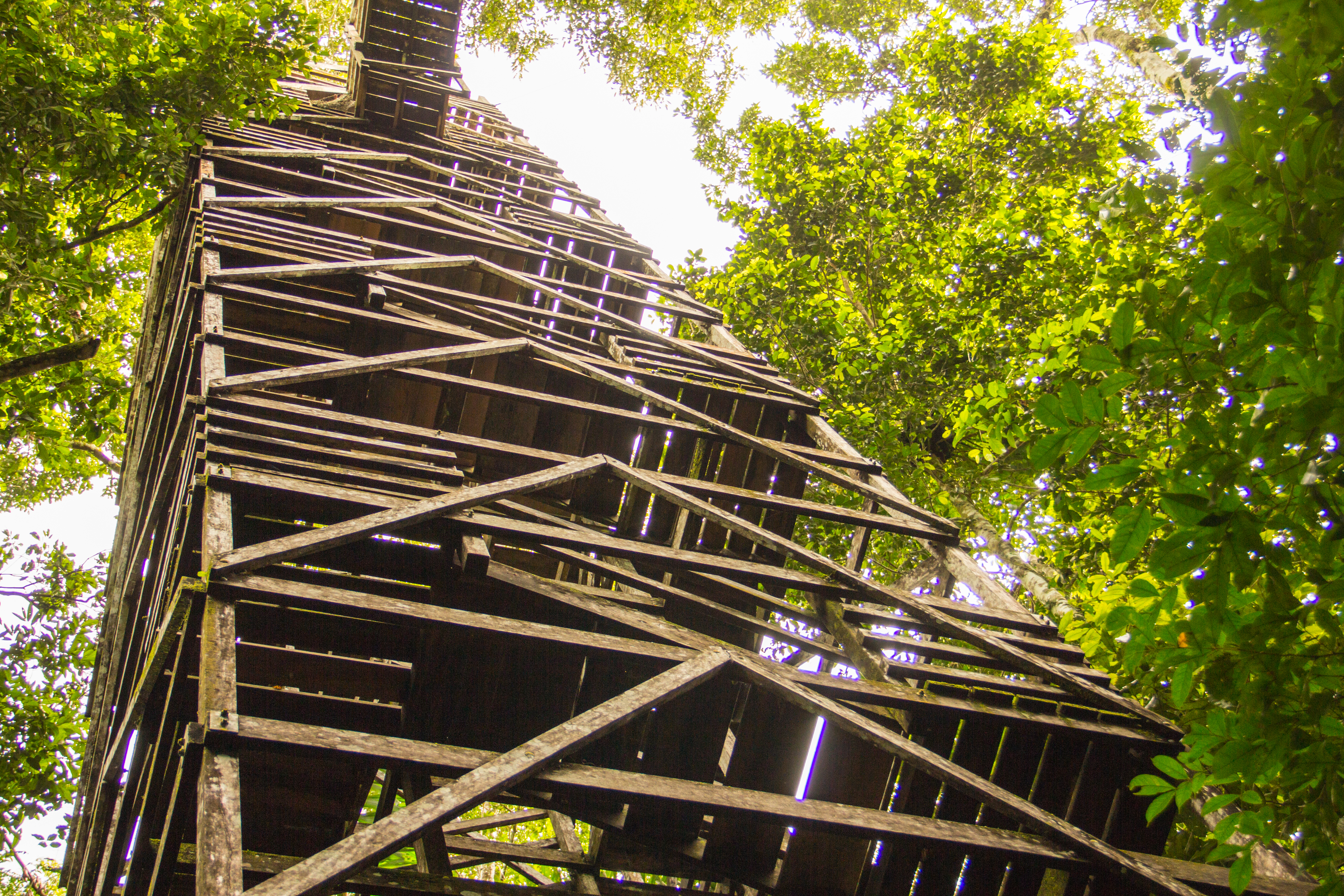 100 foot tree top tower 5 unforgettable eco adventures