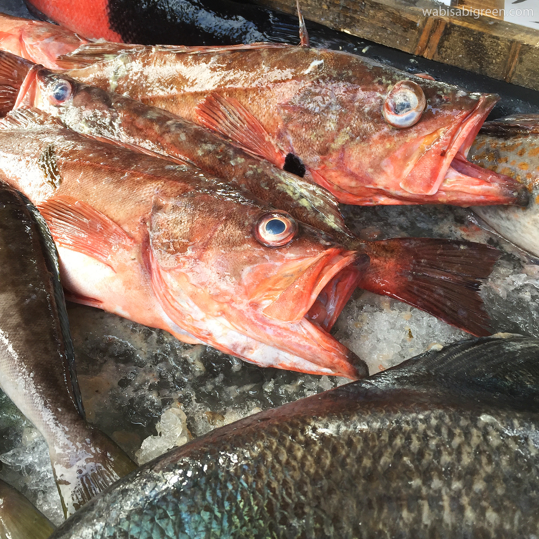 Rockfish - Tuna Harbor Dockside Market featuring sustainably caught seafood