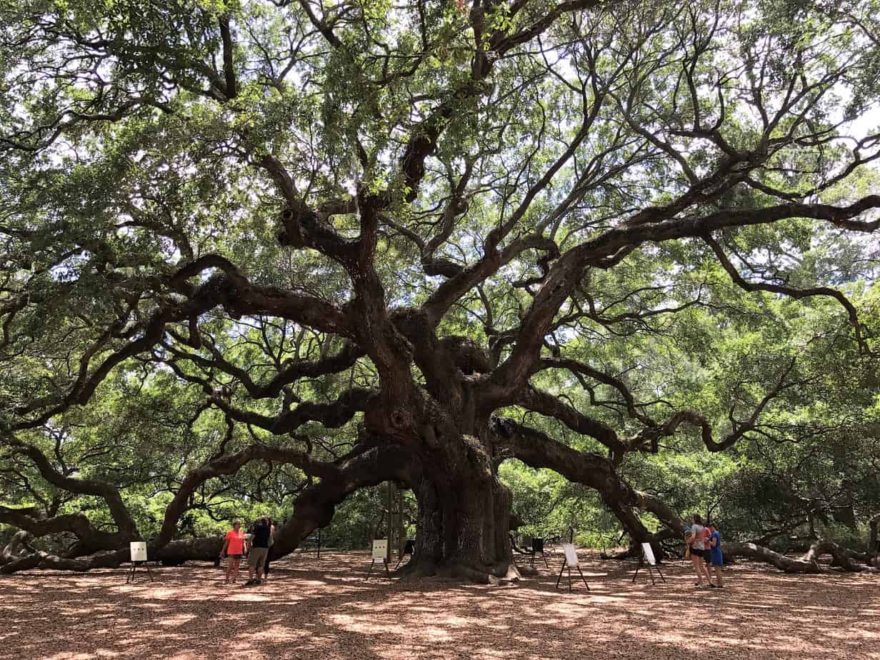Visiting Charleston South Carolina - Angel Oak
