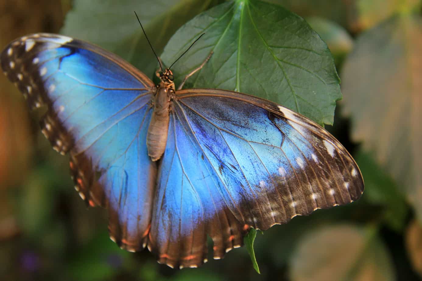Blue Butterfly Dancing Wings Butterfly Garden