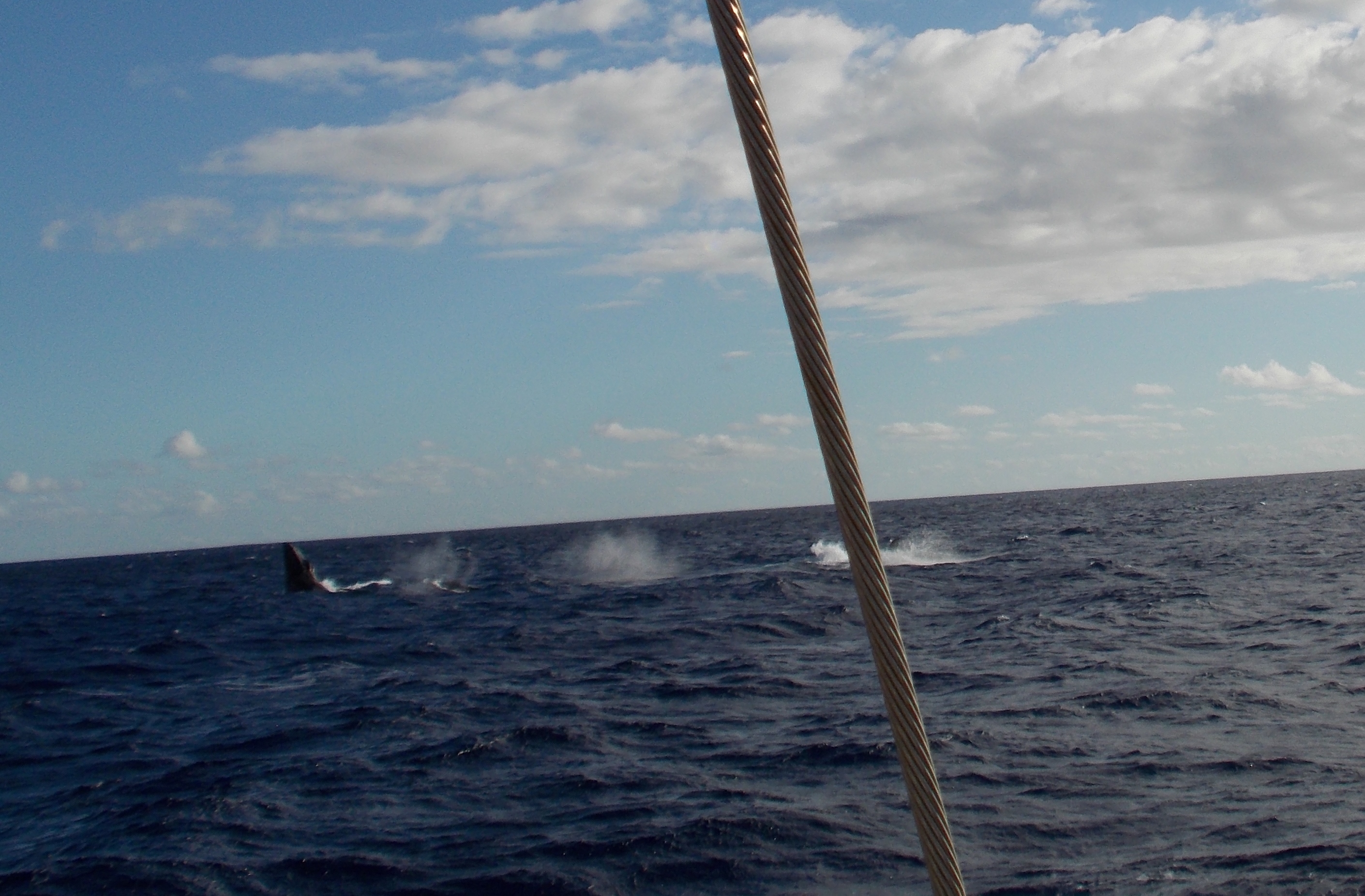 Three Whales Breaching - Blue Dolphin