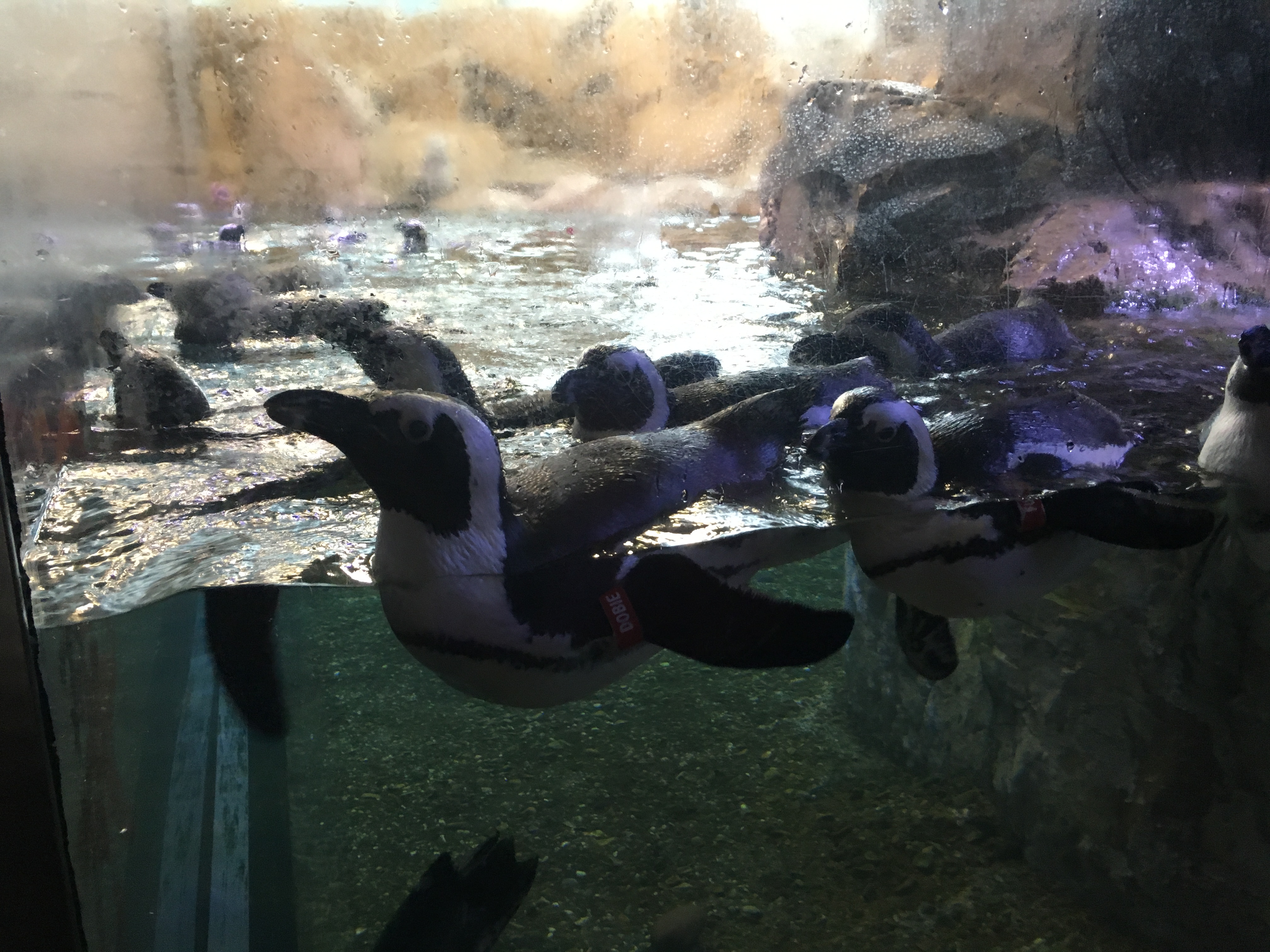 Audubon Aquarium Breakfast with the Penguins New Orleans