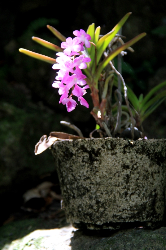 Sleeping Giant Orchid4