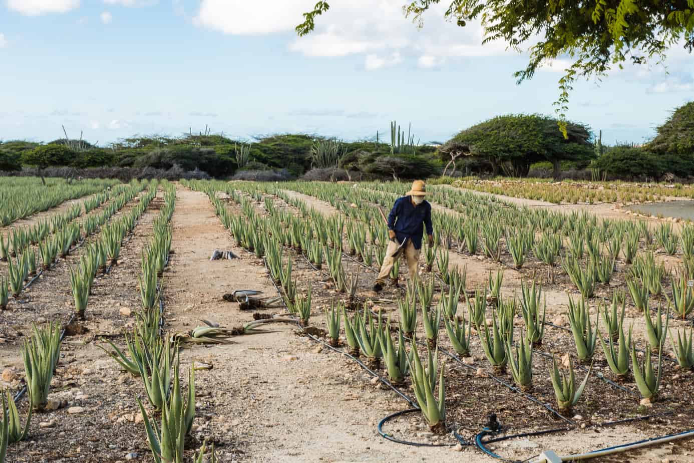 Aruba Aloe Vera Farm Worker