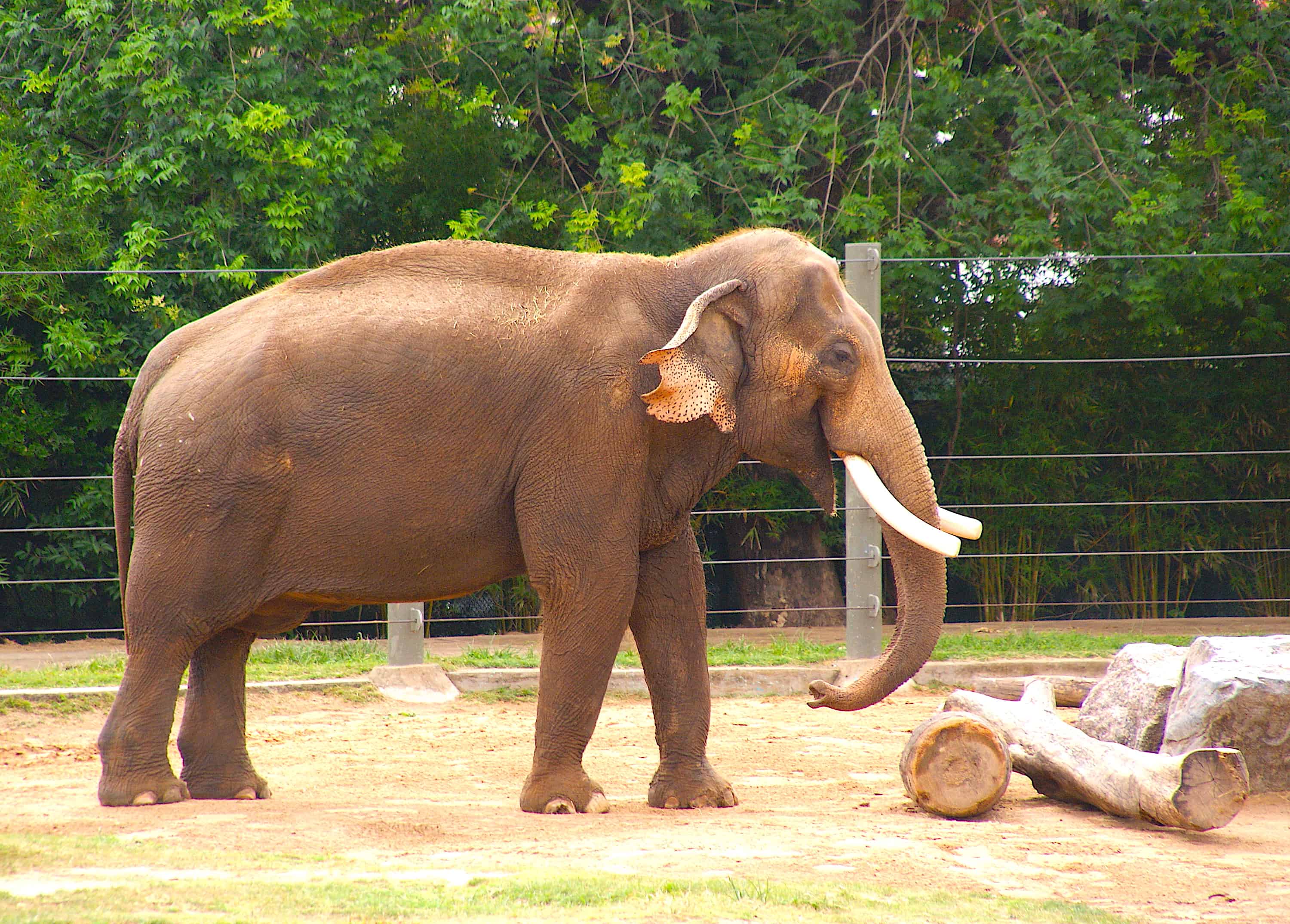 Houston Zoo Elephant Houston CityPASS Option