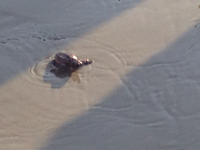 Baby Turtle Kiawah Island