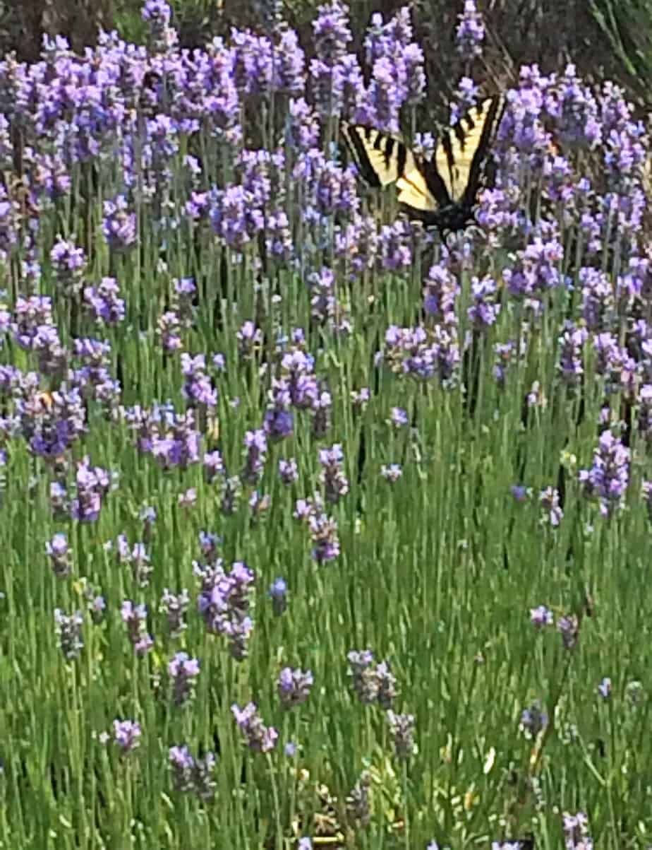 Pelindaba Lavender & butterfly