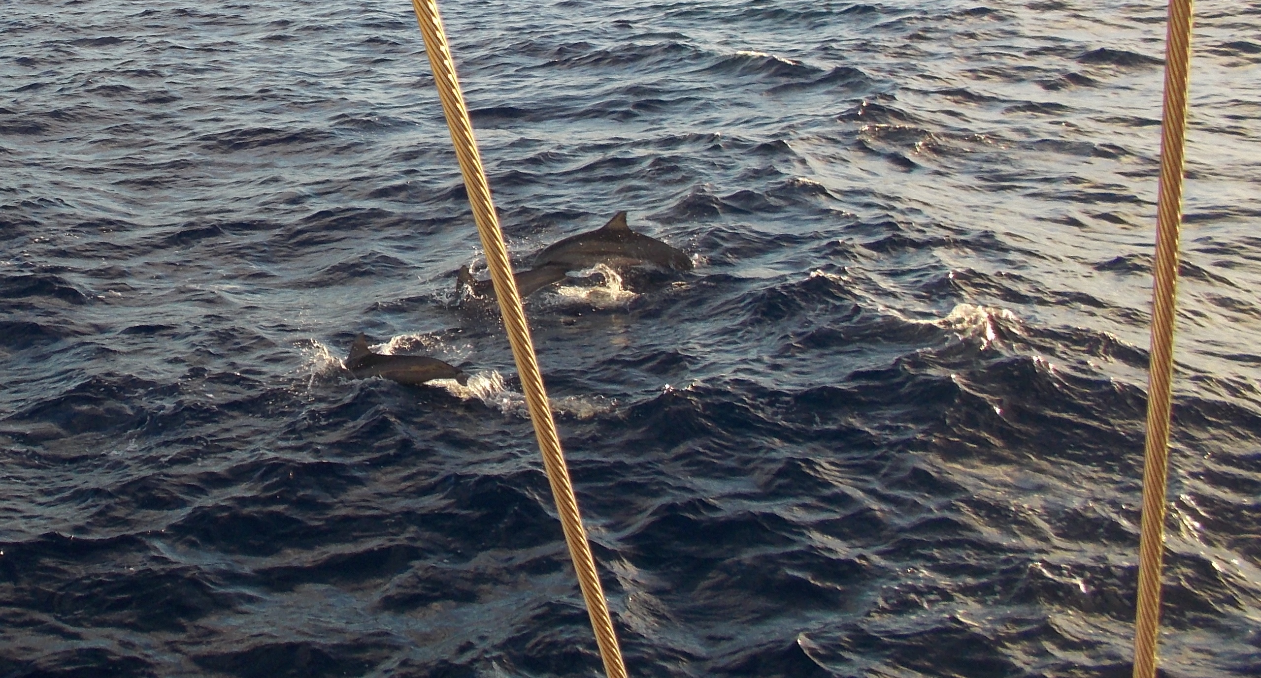 Spinner Dolphins swimming