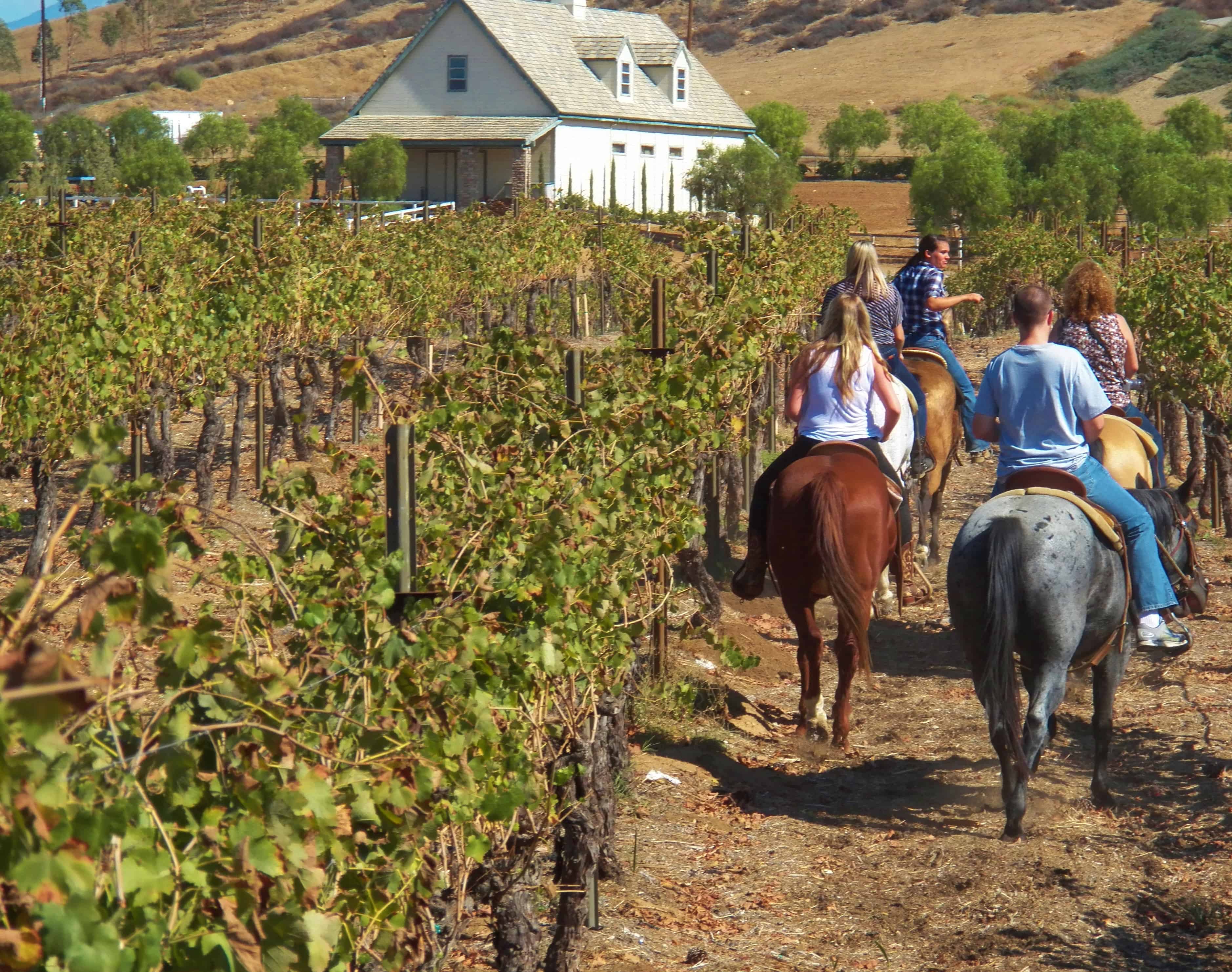 Horseback Riding Through the Temecula Vineyards