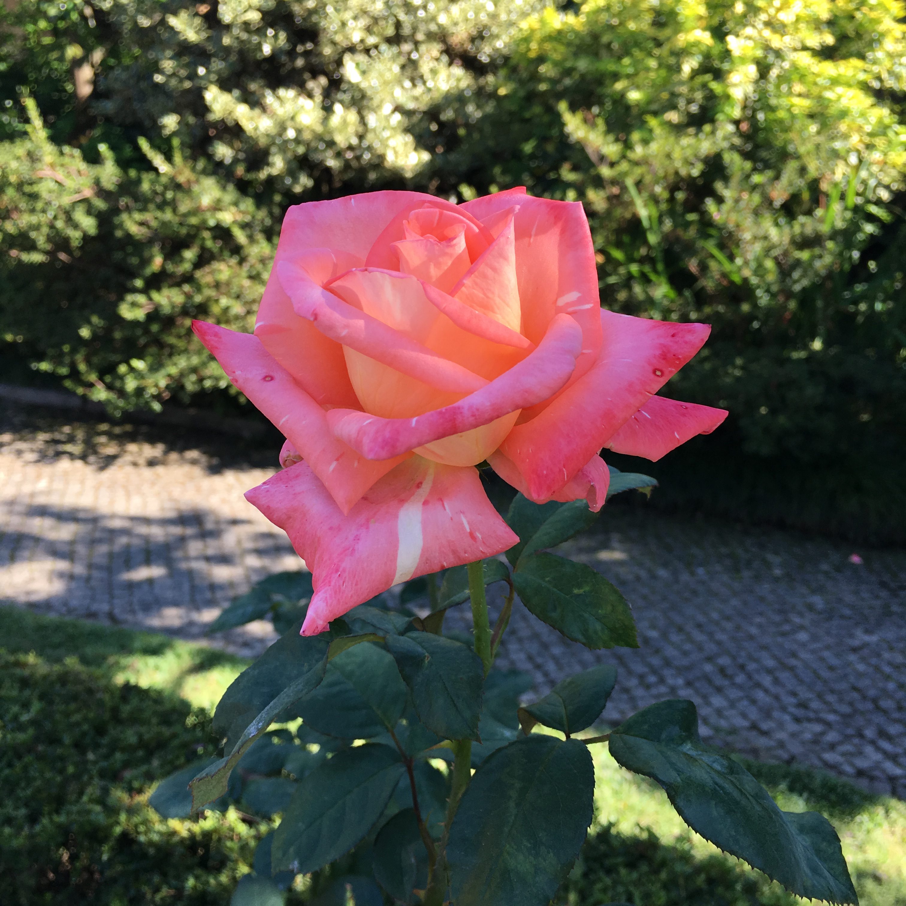 Pink rose on the grounds of Taylor's Port Wine Cellars- Vila Nova de Gaia