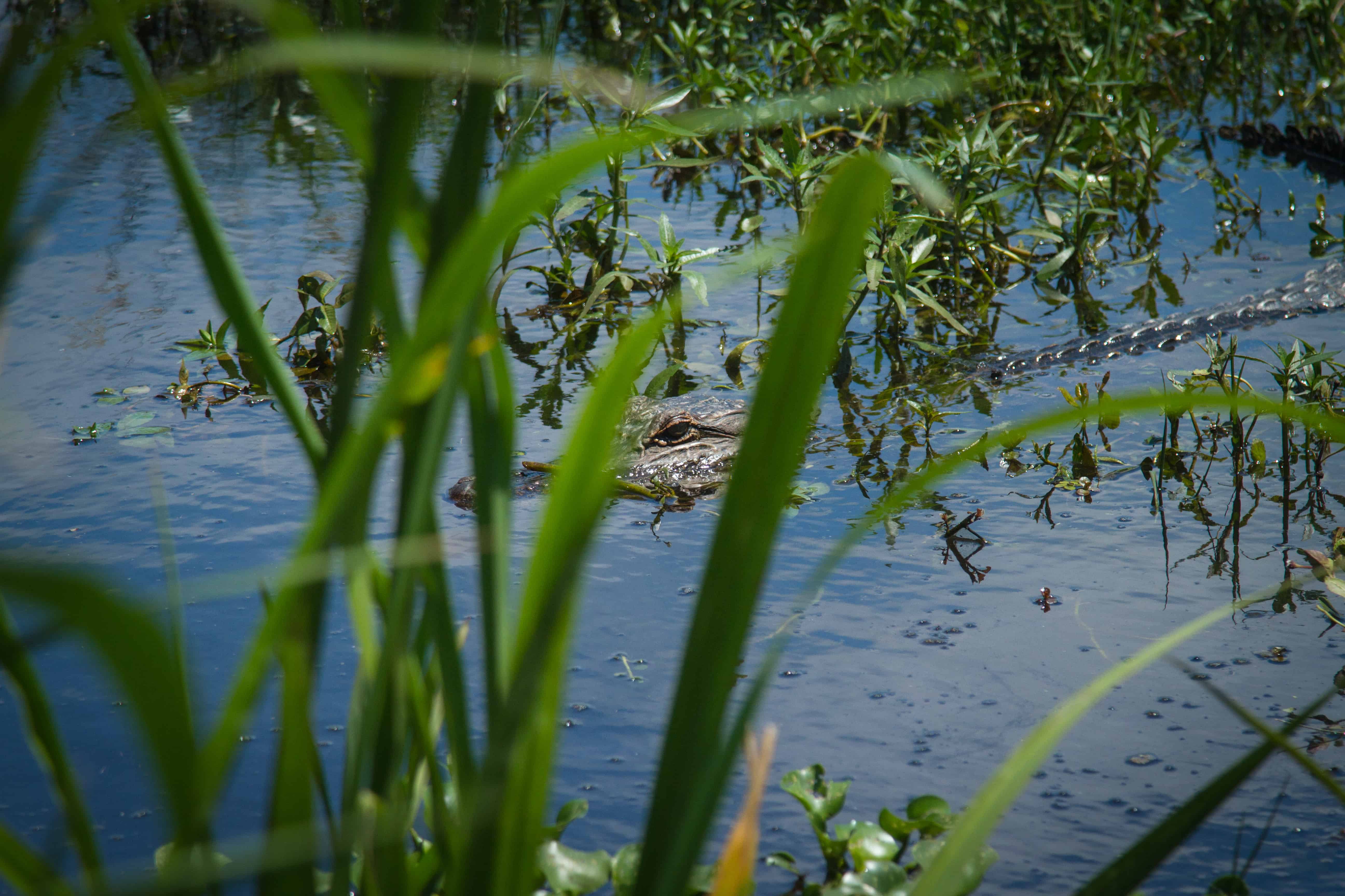 Alligator seen on Eco-tour Lake Charles