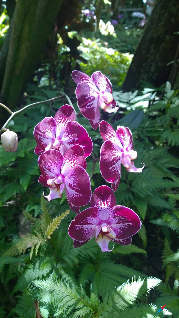 Hilo Botanical Gardens Orchid