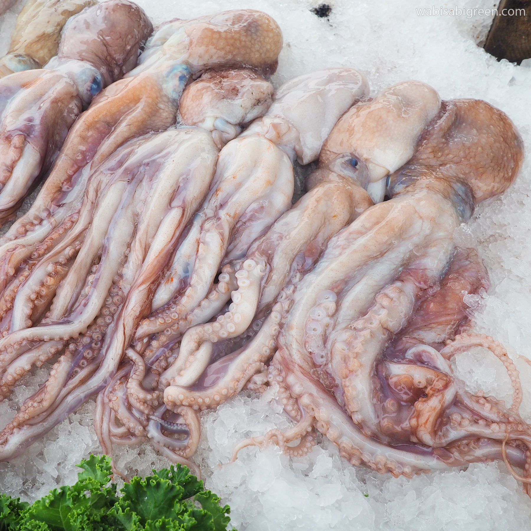 Octopus at Tuna Harbor Dockside Market