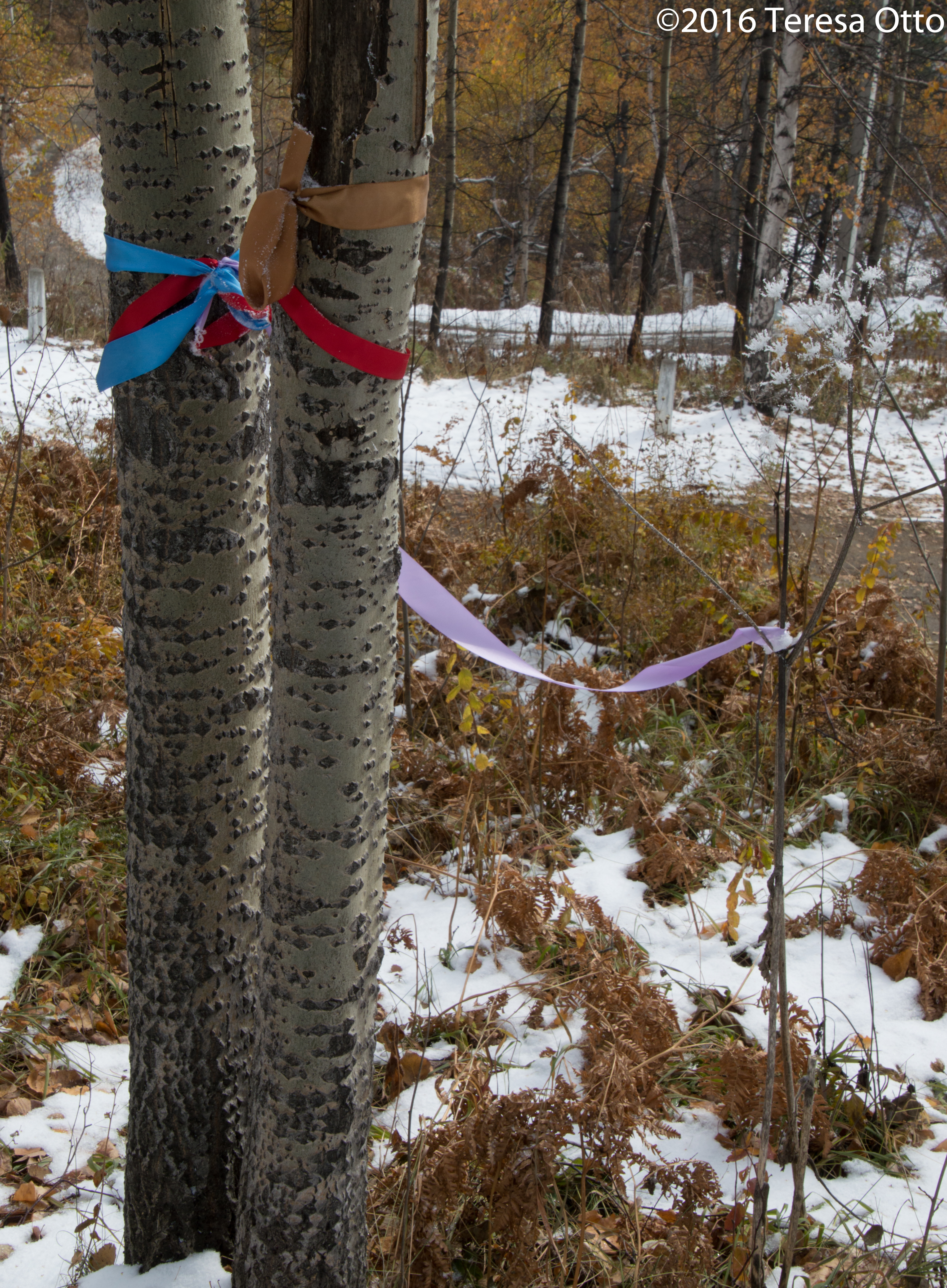 Prayer Ribbons on Birch Trees at Chersky Stone