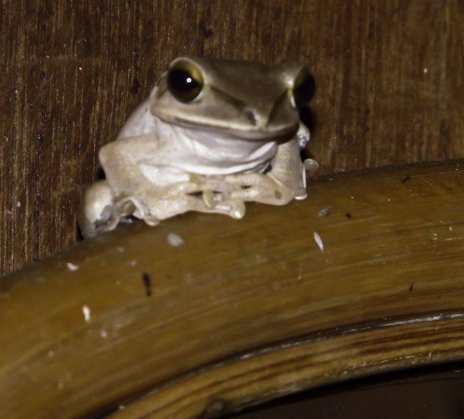 Tmatboey Frog