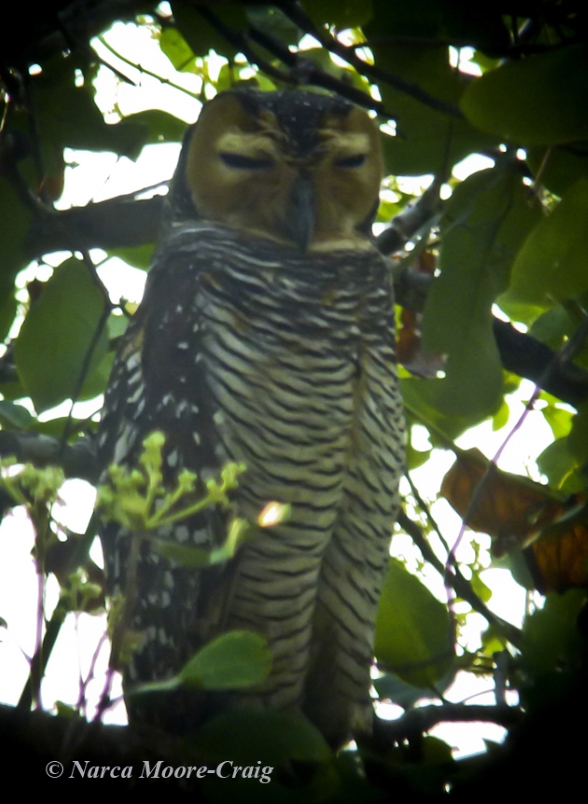 Spotted Wood Owl Tmatboey, Cambodia.