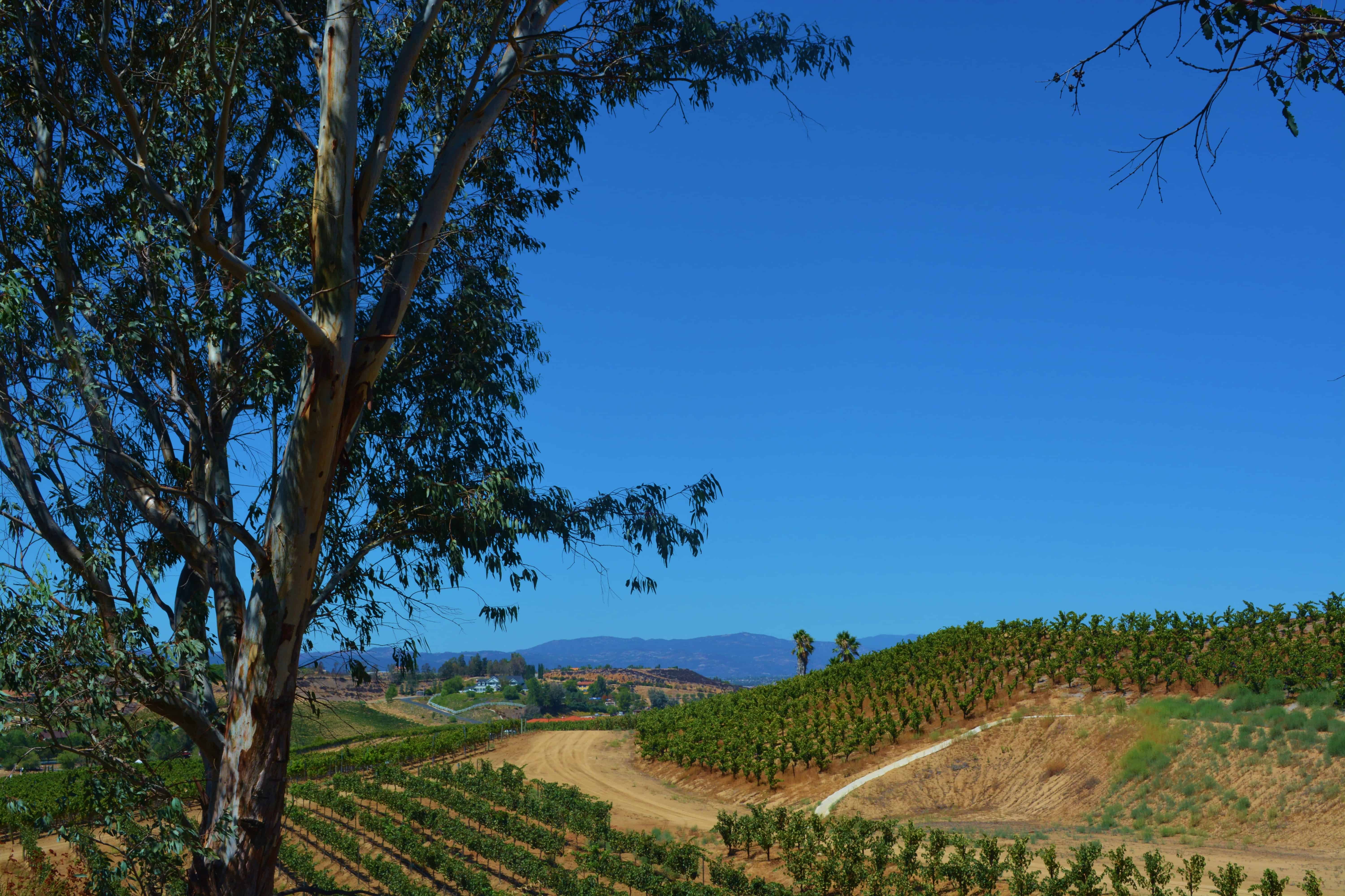 Vineyard Views from Falkner Winery
