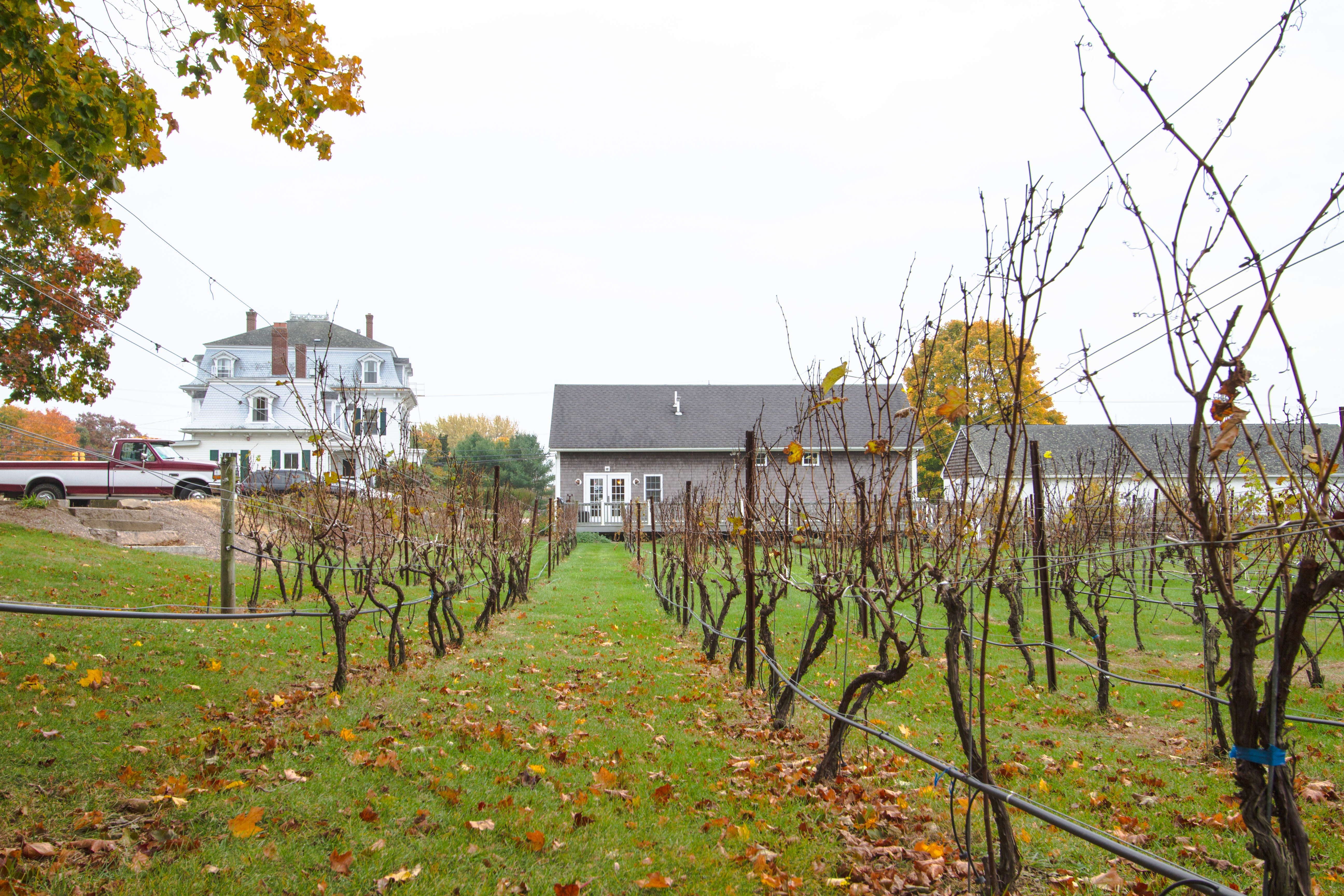 The Vineyard after harvest at Langworthy Farm Winery