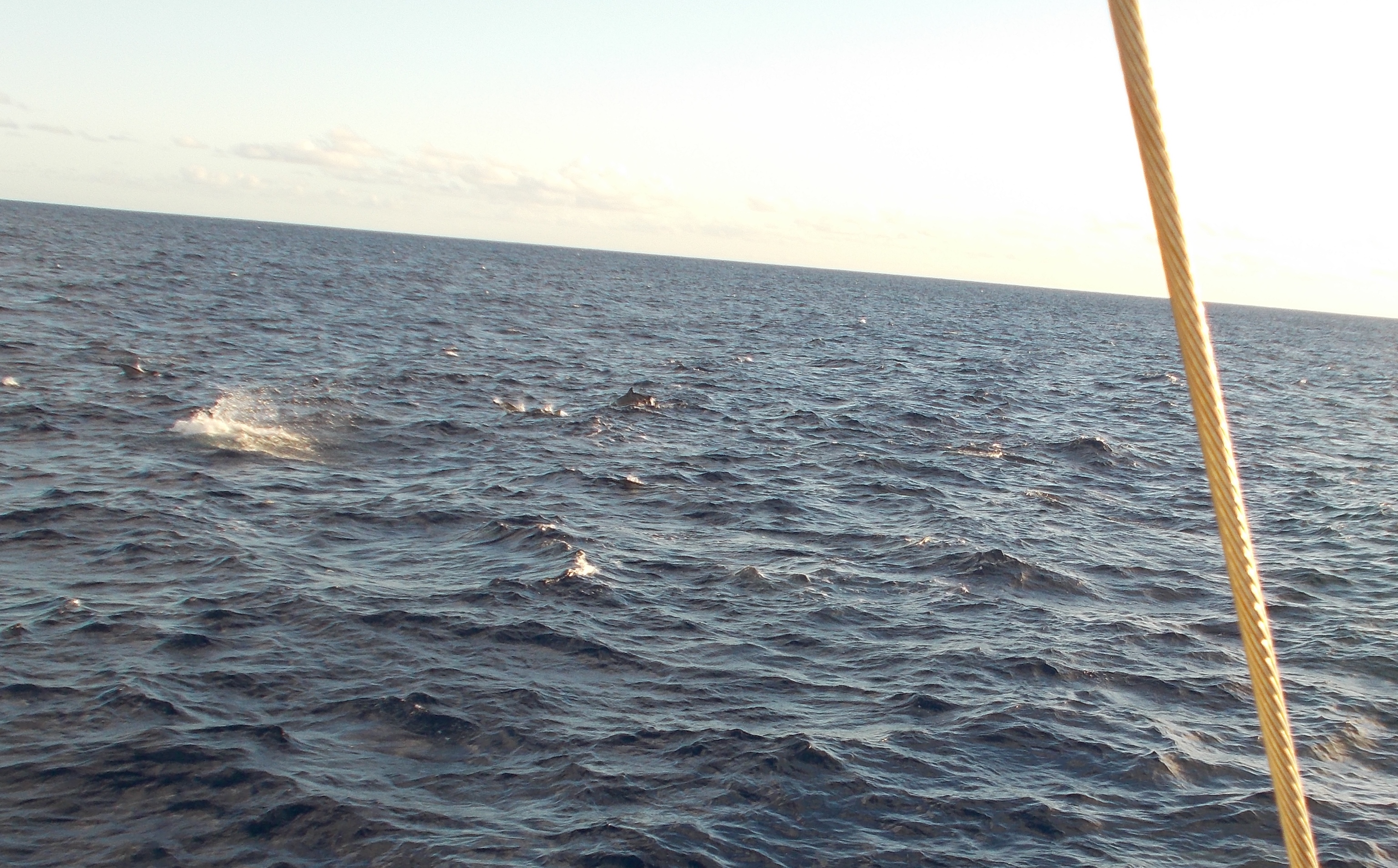 Spinner Dolphins all around