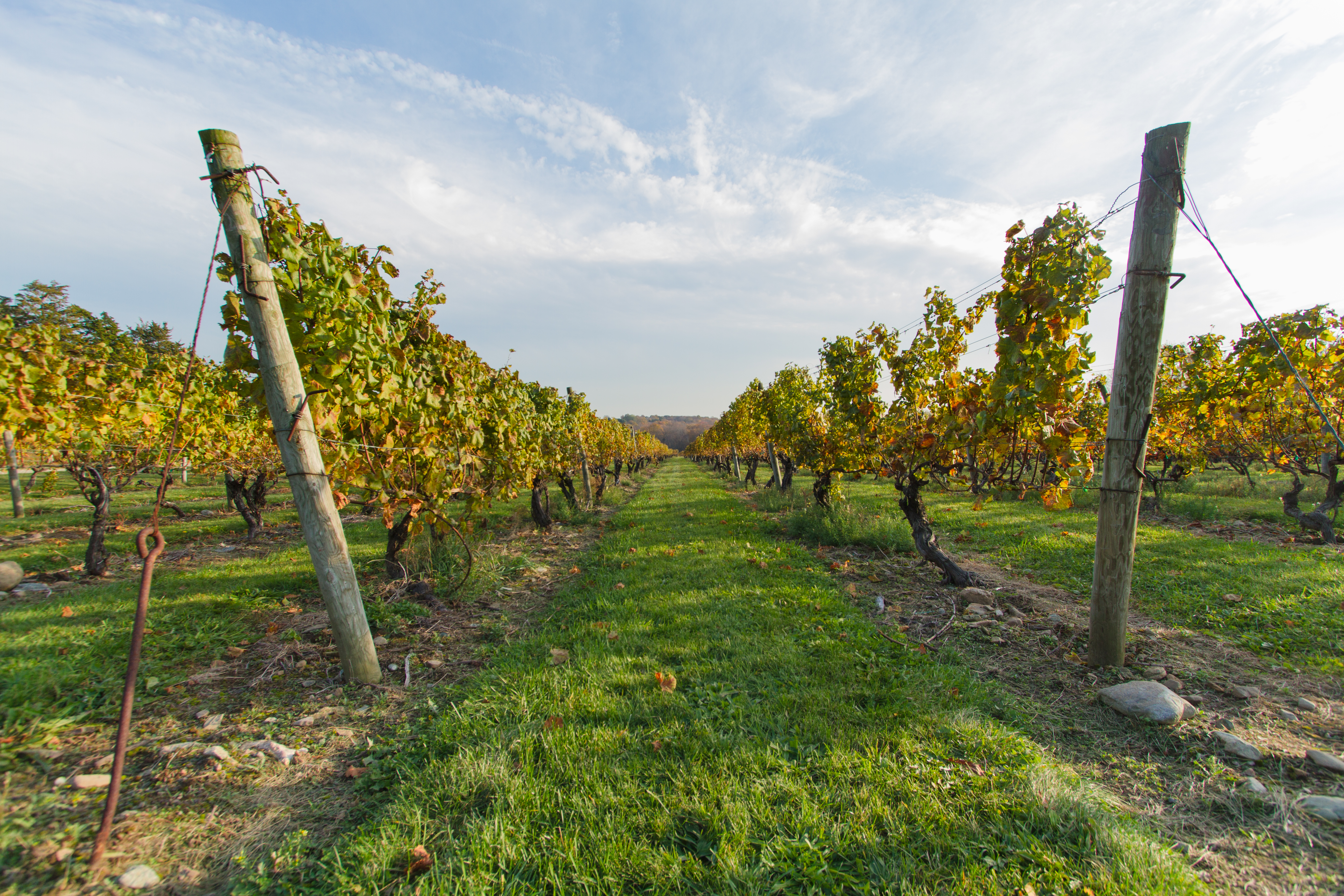 Vines of Stonington Vineyards