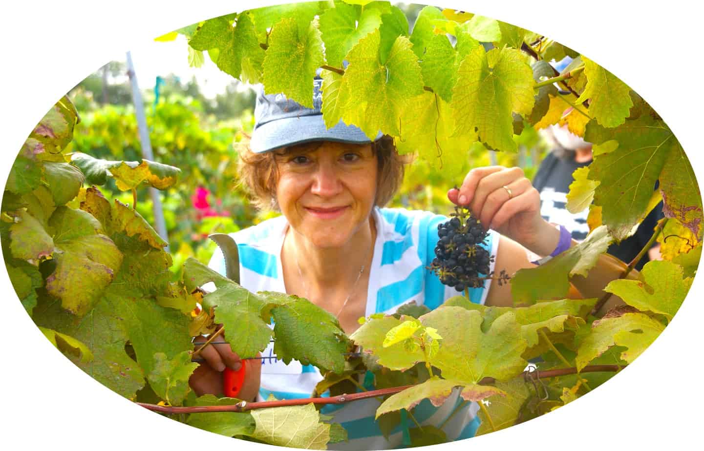Julie picking grapes Messina Hof