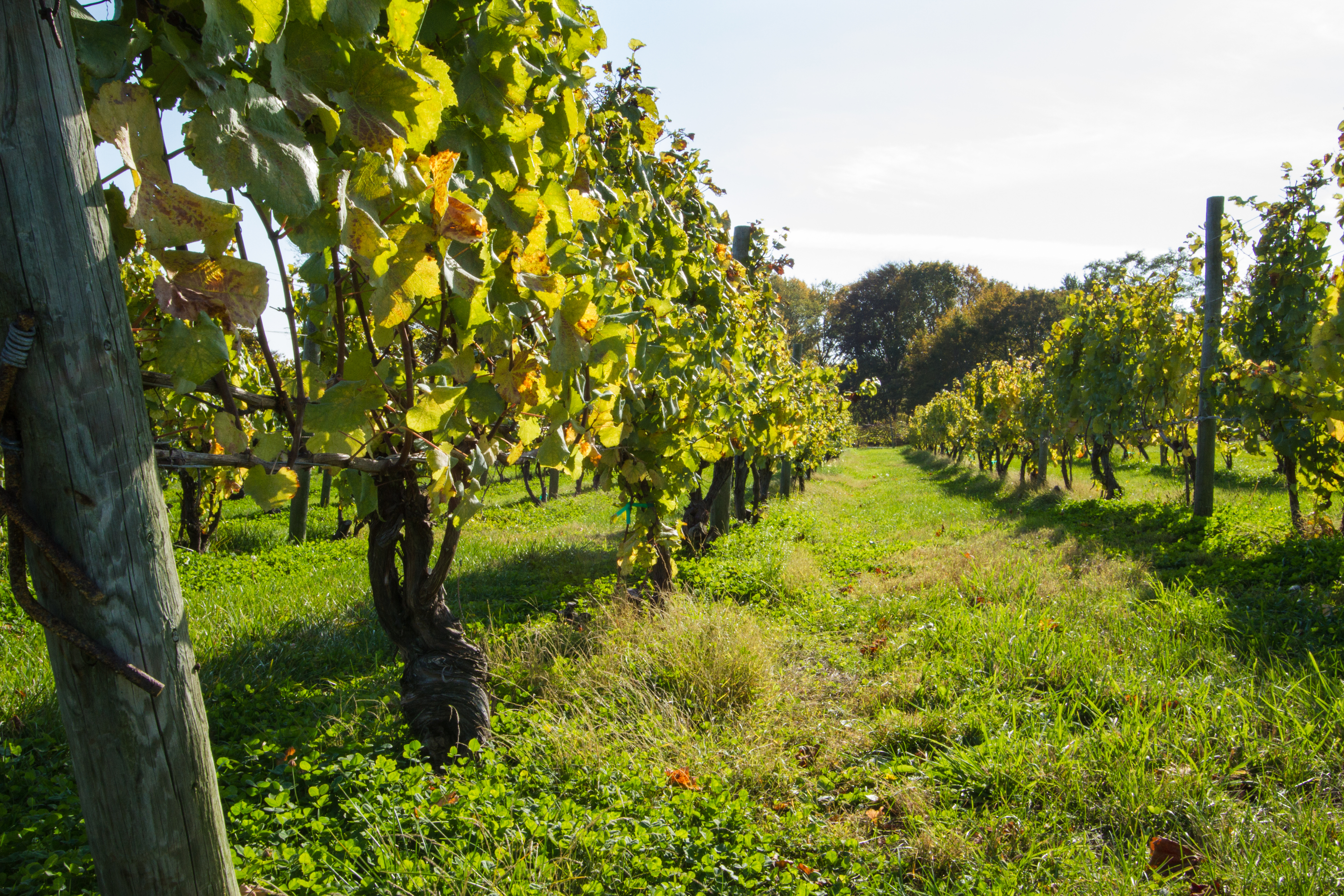 Greenvale Farm Vineyards